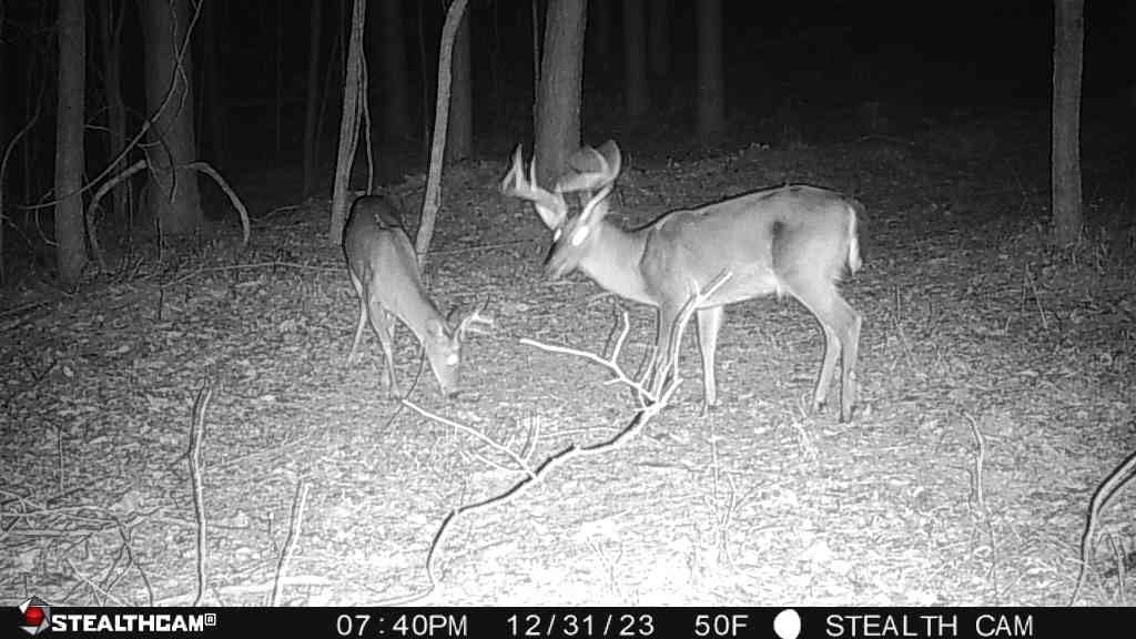 Stealth Cam Fusion MAX Dual Sim 36MP Photo & 1080P HD Video 0.35 Sec Trigger Speed App-Control Hunting Cellular Trail Camera - Available on AT&T & Verizon | 2 Pack customer photo 1