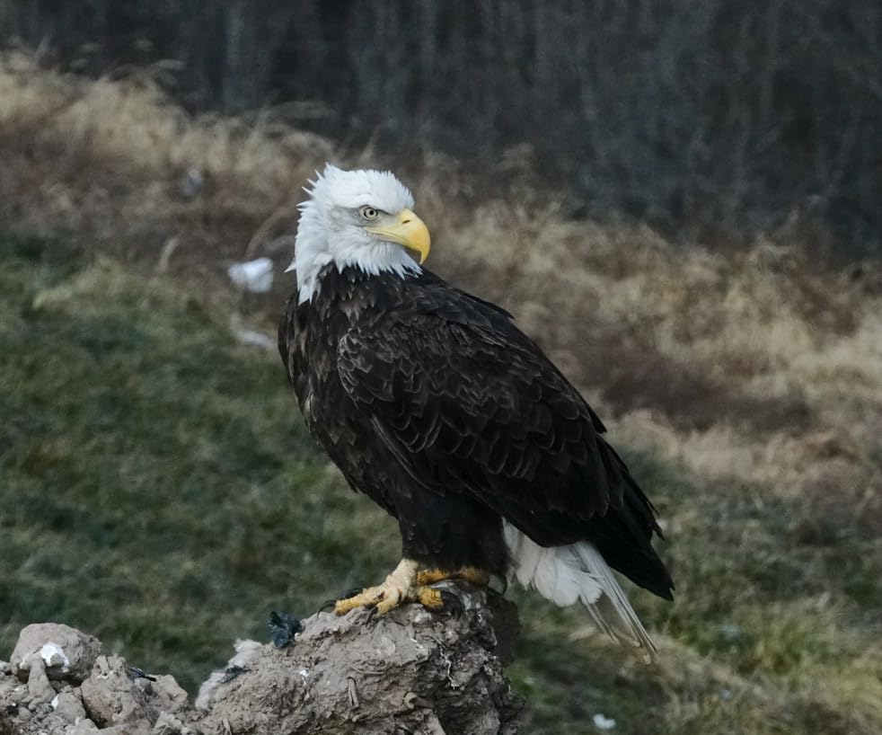 Meike 50mm F1.8 Full Frame AF STM Lens Standard Aperture Auto Focus Fixed Prime Portrait Lenses for Sony E Mount Mirrorless Cameras customer photo 1