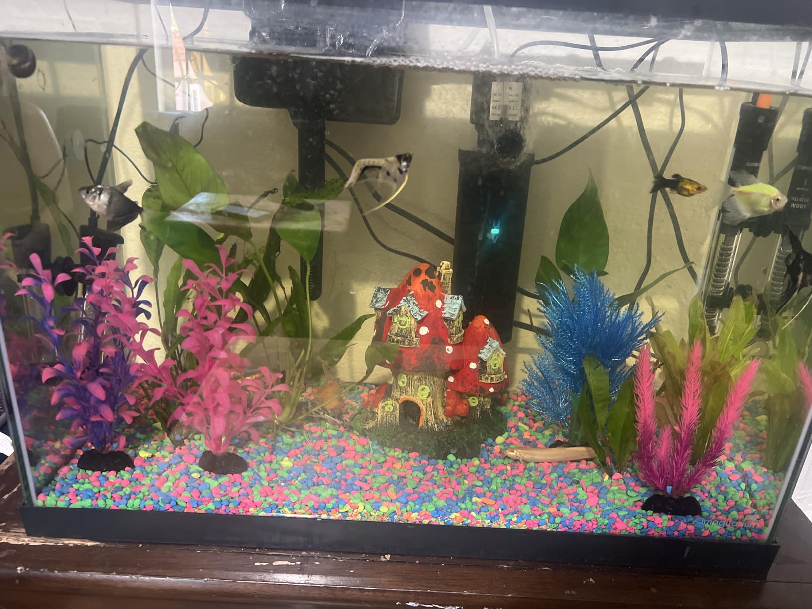 TARARIUM Aquarium Filter U-V for 20-75 Gallon, 200GPH Fish Tank Filter w/ 5W U-V Light Green Clean Machine customer photo 1