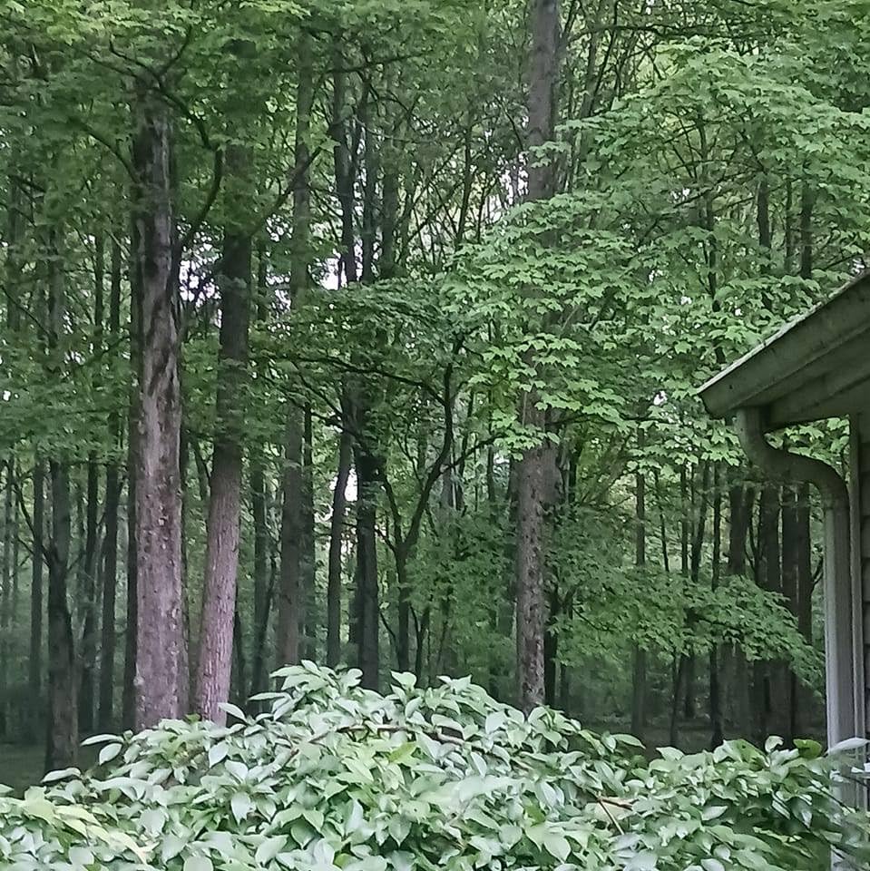 PRORUN 75.6cc 1020 CFM 240 MPH Gas-Powered 2-Cycle Backpack Leaf Blower, PBB2884 customer photo 1