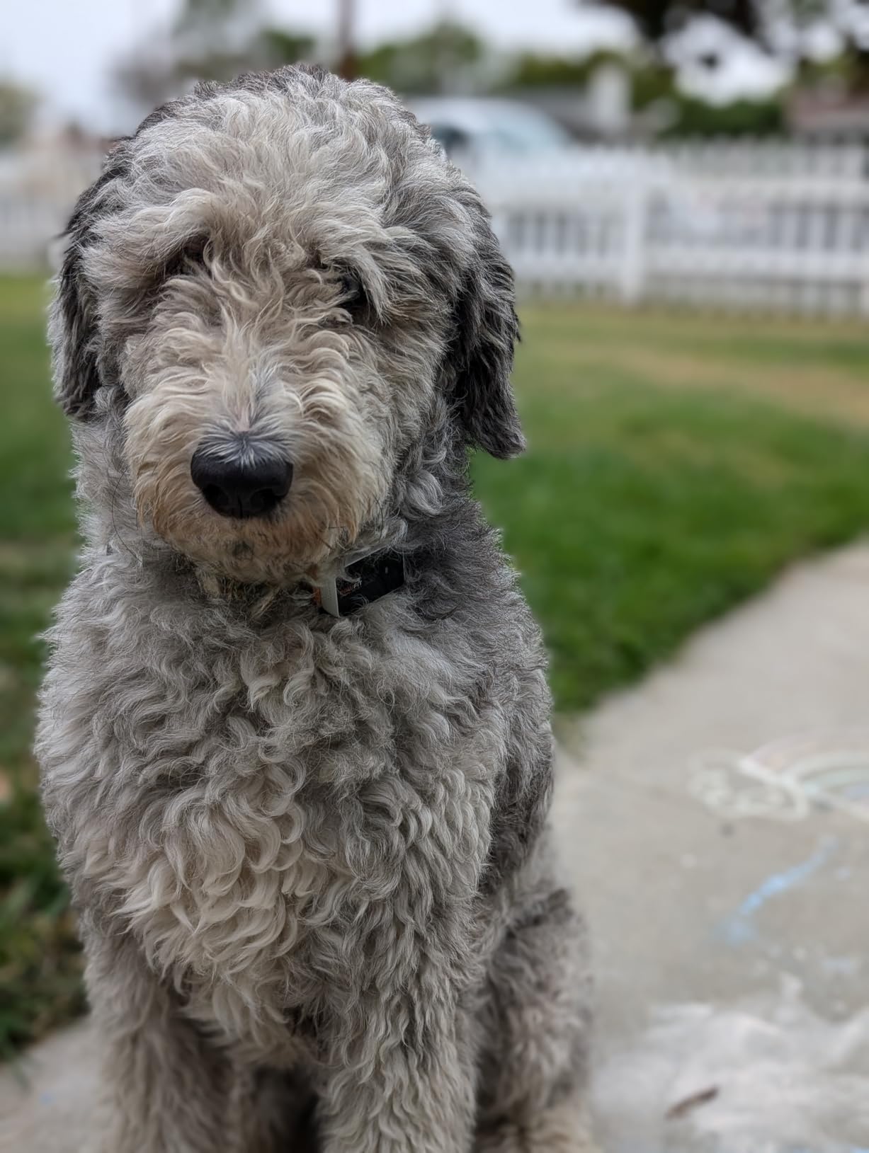 Pawfit 3 GPS Pet Tracker GPS Dog Tracker 4G Live Tracking, Smart Alerts, Fully Waterproof Activity Monitor for Pets, Unlimited Range, Remote Voice Recall, Fits All Collars, 30 Day Free Subscription customer photo 2