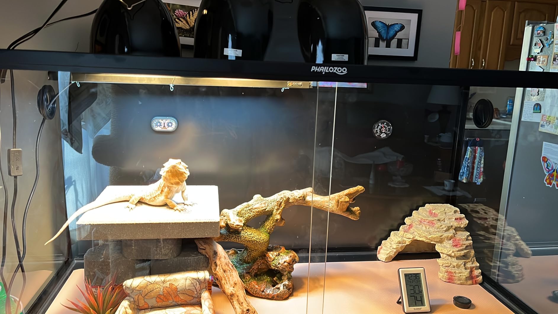 120 Gallon Bearded Dragon Tank, 48