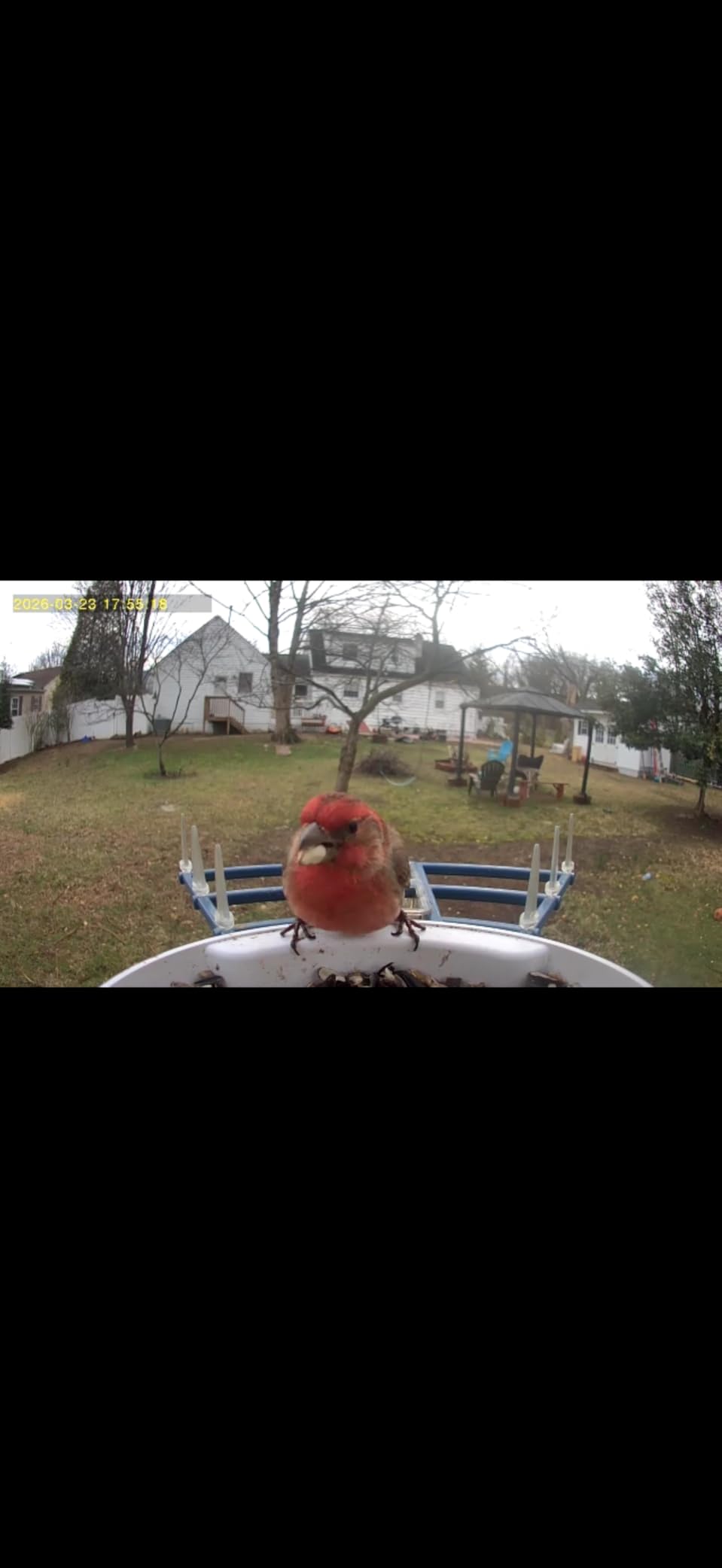 Bird Feeder with Camera,AI Identify Birds Species,Smart Bird Camera with Solar Powered,Auto Record FHD Birds Video in Backyard,Instant Notifications,Ideal Gift for Family and Bird Lovers,Navy Blue customer photo 2