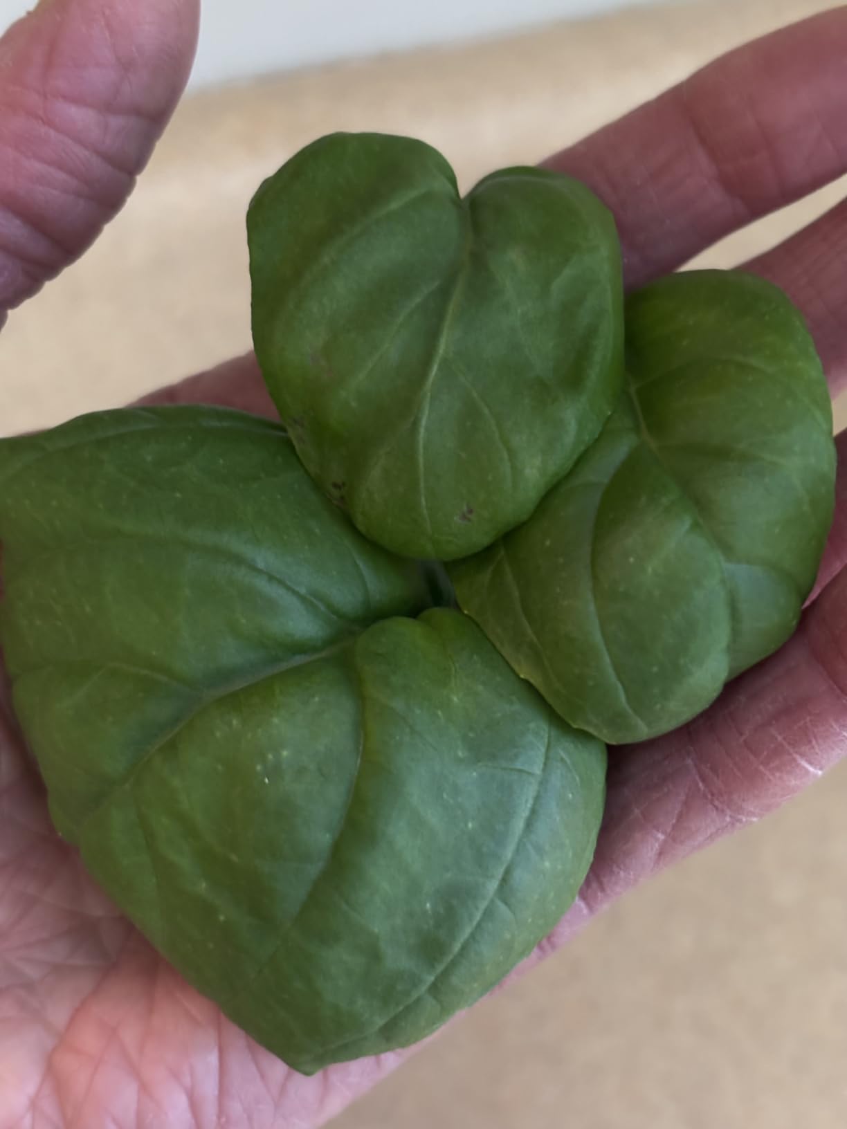 Ahopegarden Hydroponics Growing System kit: 12 Pods Indoor Herb Garden with Smart Environmental Detection - Full Spectrum LED Grow Light customer photo 1