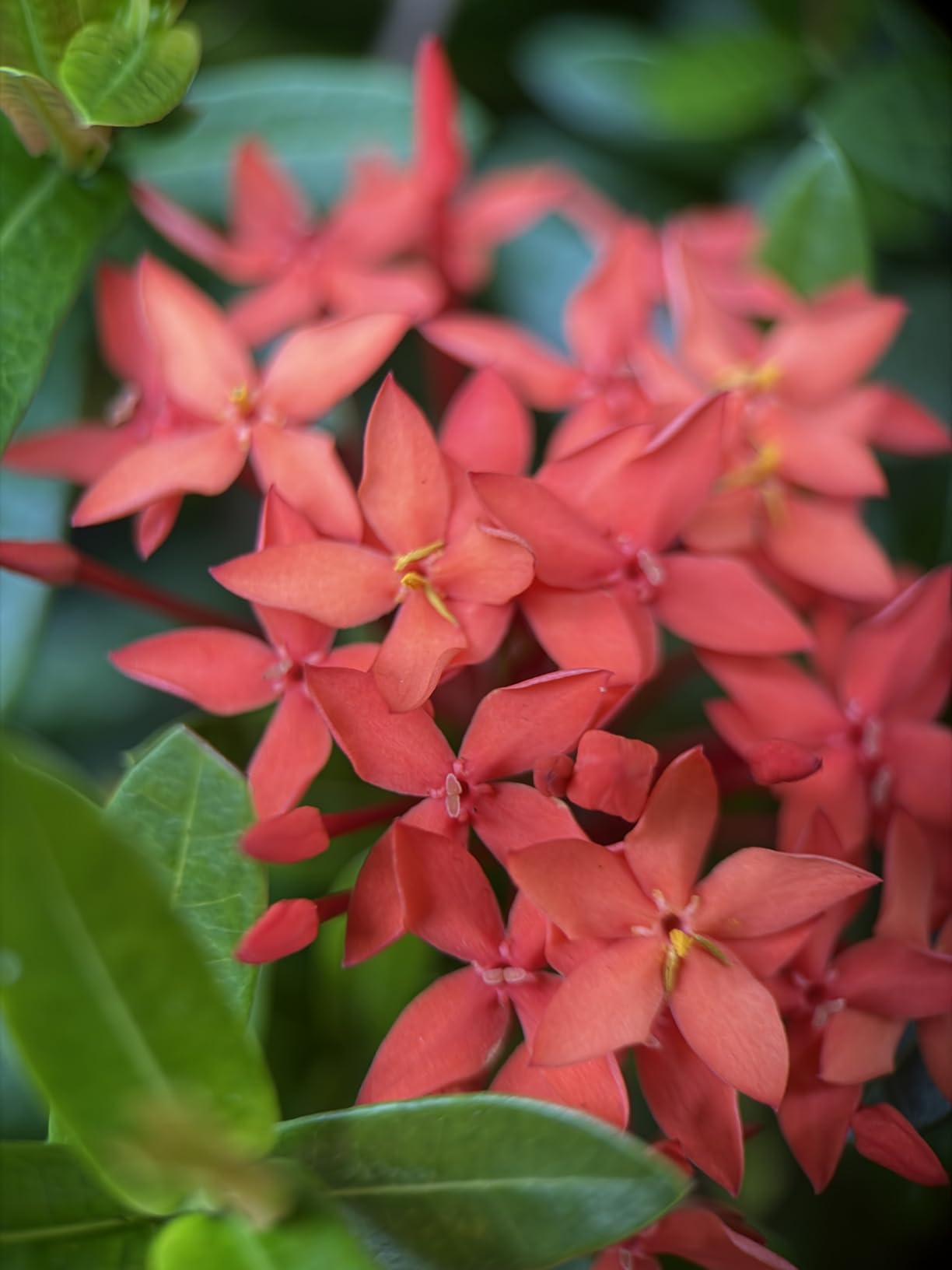 ULANZI CL-003 Phone Macro Lens, HD 75mm Phone Camera Lens for 17mm Thread, Compatible with iPhone Samsung Smartphone Cage Case with 17mm Adapter customer photo 2