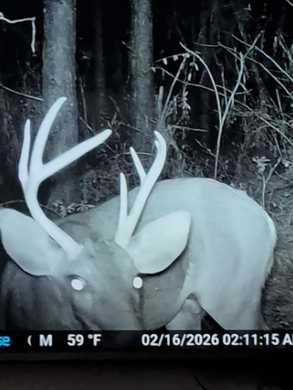 P70 (Non-Cellular, Non-WiFi) Trail Camera, 64MP 1296p, Game Cameras with No-Glow IR Night Vision, Motion Activated, Waterproof for Wildlife Deer Cams, Hunting customer photo 1