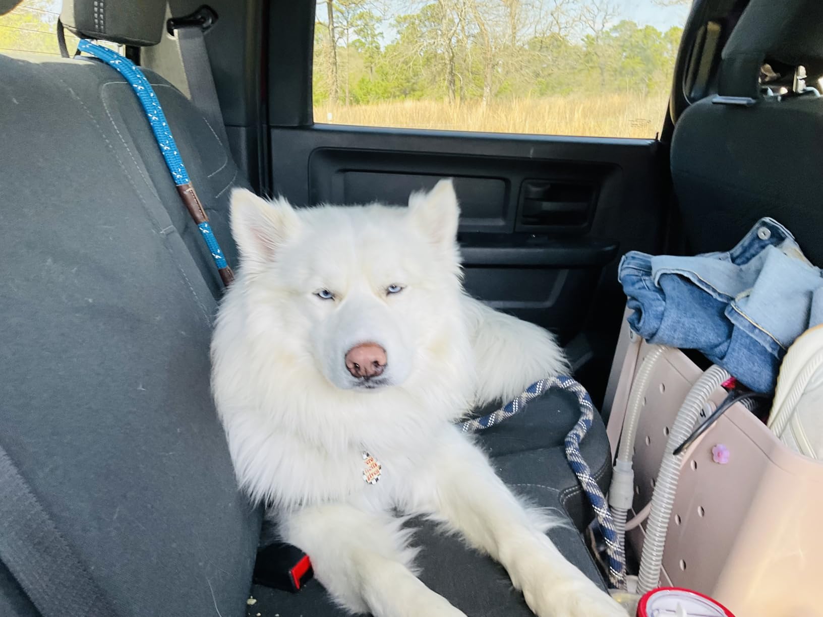 Tractive Smart Dog GPS Tracker | Live Pet Tracker with Virtual Fence | Vital Signs Monitoring of Heart & Respiratory Rate | Bark Monitoring | Dog Collar Attachment (Black) customer photo 2