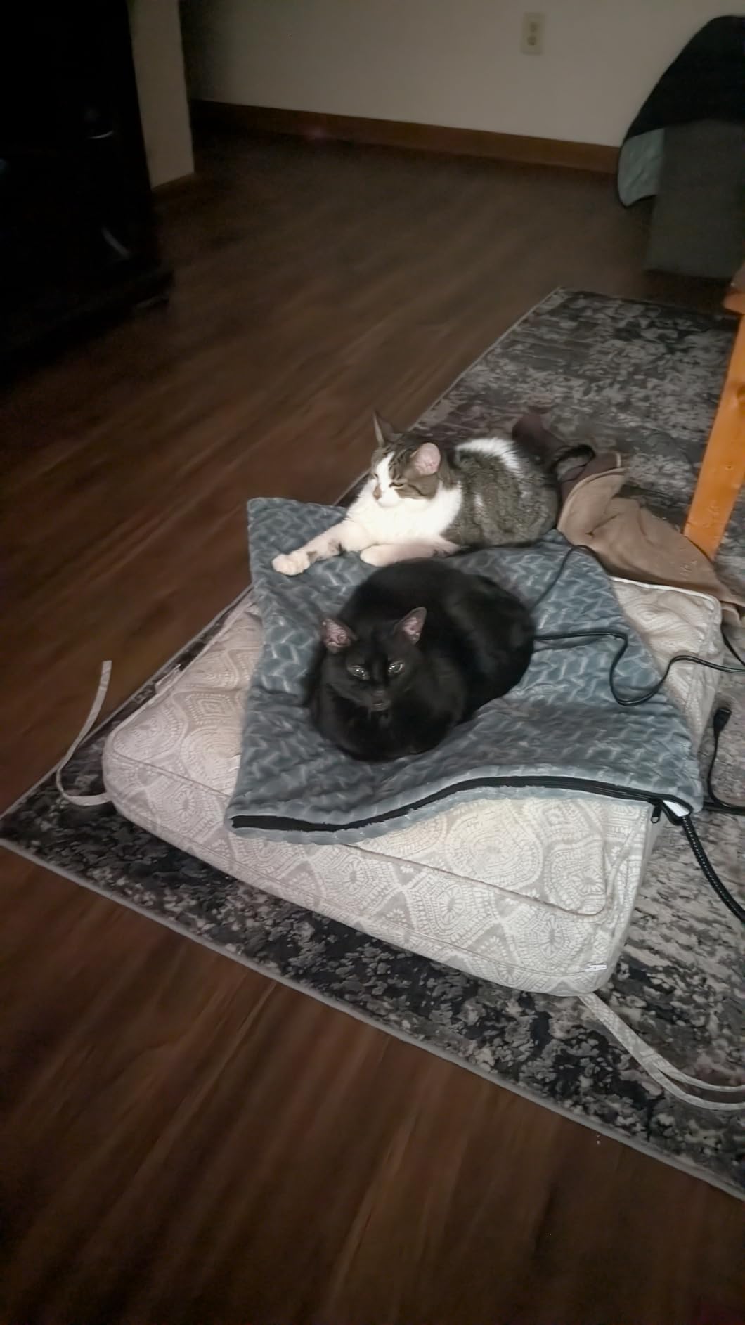 GASUR Extra Large Heated Cat Bed for Large Dogs, Waterproof Cat Heating Pad with Timer Temperature Adjustable, Indoor Electric Pet Heated Pad for Cats Dogs, Anti-bite Dog Heated Pad, 47''x28'', XLarge customer photo 1