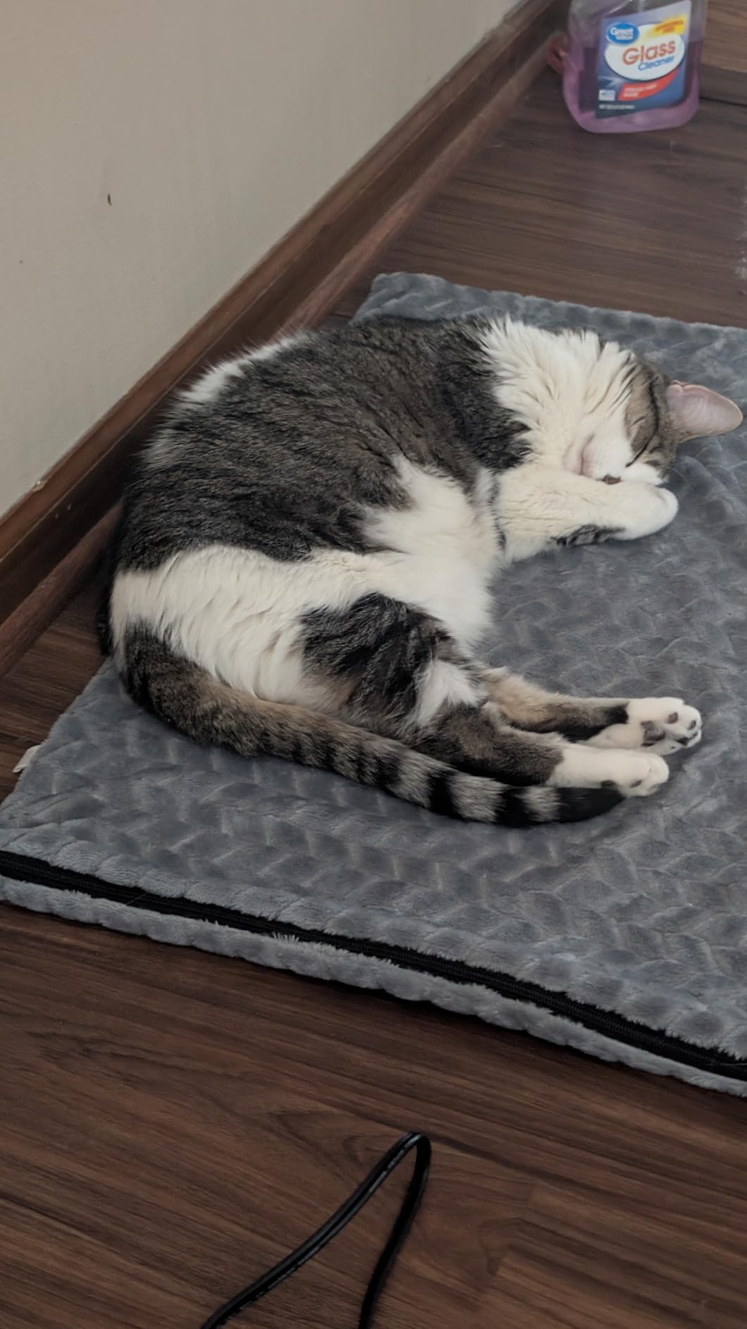 GASUR Extra Large Heated Cat Bed for Large Dogs, Waterproof Cat Heating Pad with Timer Temperature Adjustable, Indoor Electric Pet Heated Pad for Cats Dogs, Anti-bite Dog Heated Pad, 47''x28'', XLarge customer photo 2