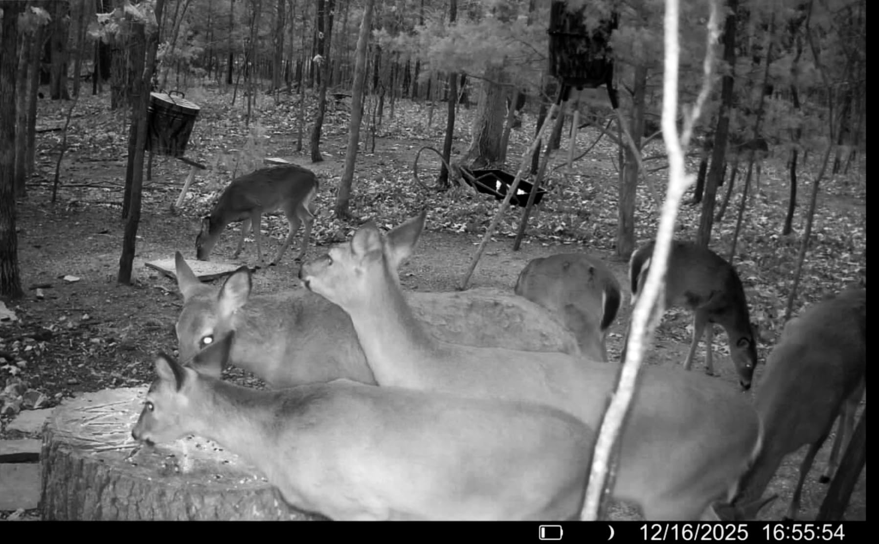 TACTACAM Reveal Pro 3.0 Cellular Trail Camera - Multi-Cellular Network, GPS, 2