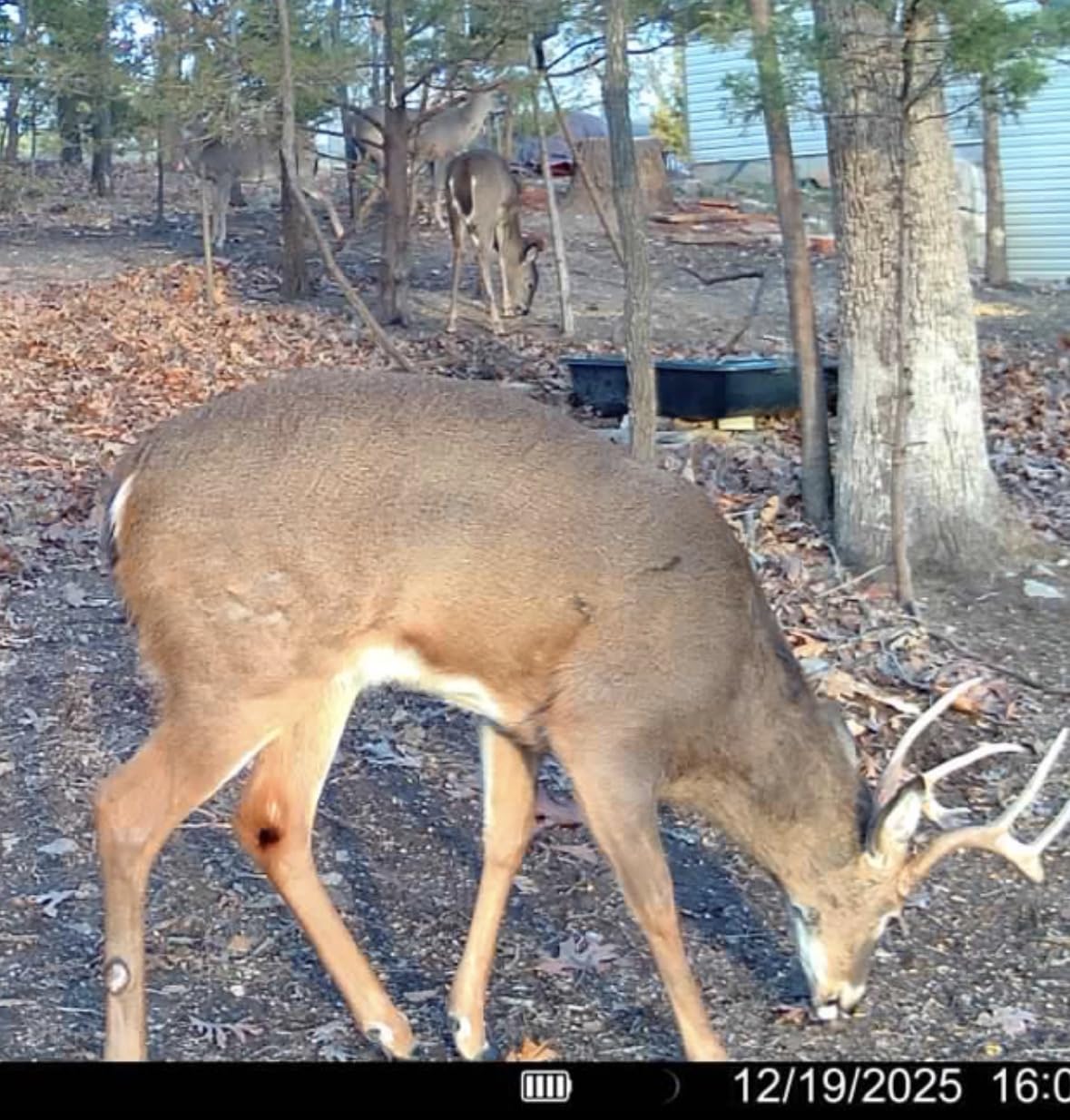 TACTACAM Reveal Pro 3.0 Cellular Trail Camera - Multi-Cellular Network, GPS, 2