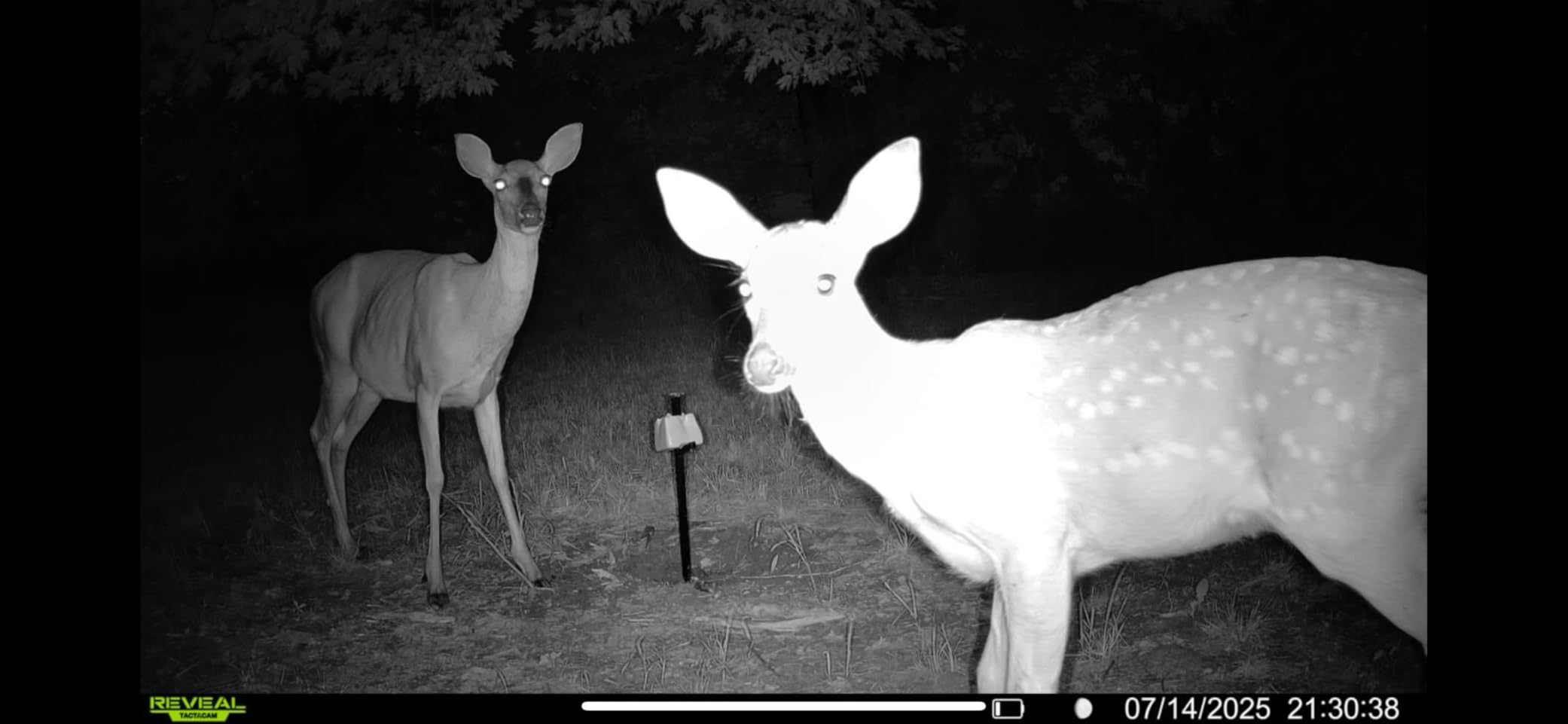 Tactacam REVEAL X Gen 3.0 Cellular Trail Camera - Multi Carrier, HD Photos & Videos, Pre-Installed Antenna, Built-in GPS, Best Battery Life, Low-Glow IR Flash, Fast Trigger Speed + 32GB SD Card (2 PK) customer photo 1