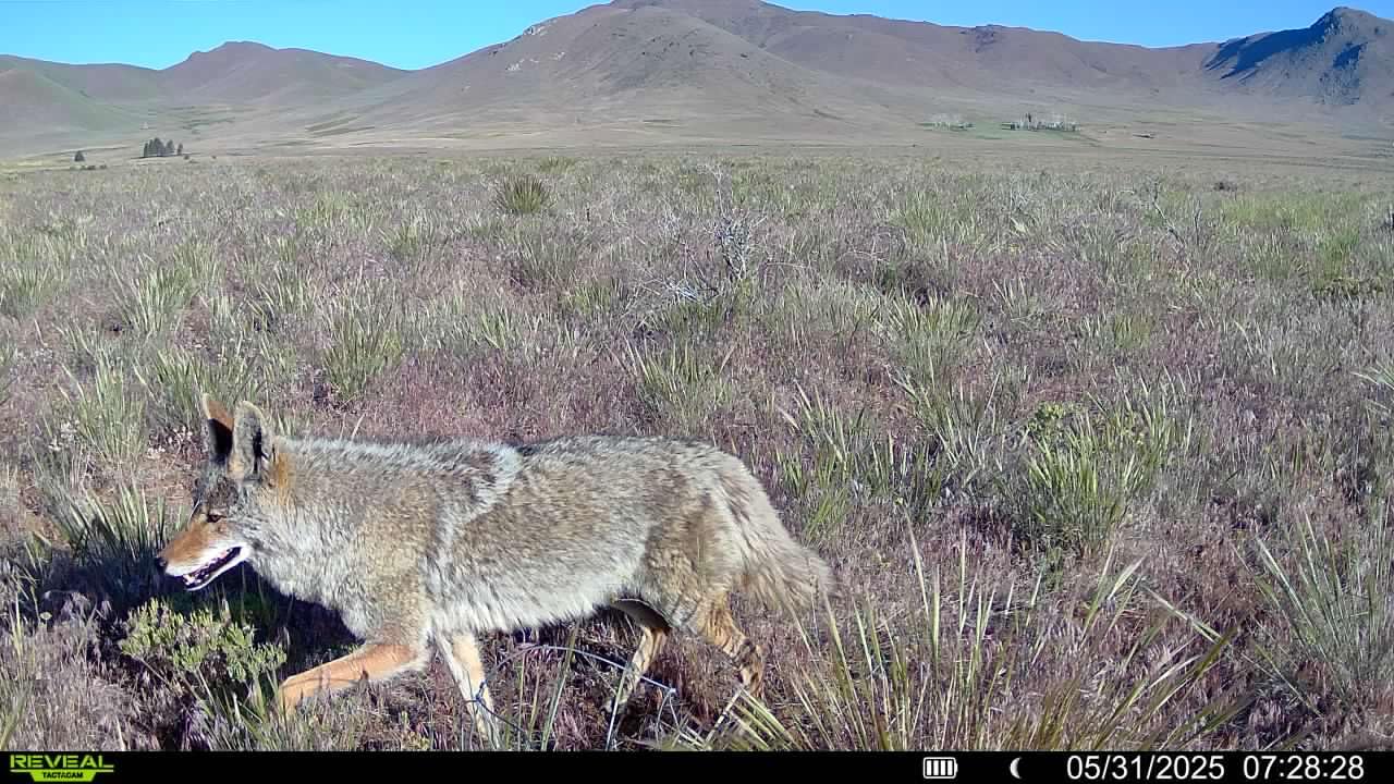 Tactacam REVEAL X Gen 3.0 Cellular Trail Camera - Multi Carrier, HD Photos & Videos, Pre-Installed Antenna, Built-in GPS, Best Battery Life, Low-Glow IR Flash, Fast Trigger Speed + 32GB SD Card (2 PK) customer photo 2