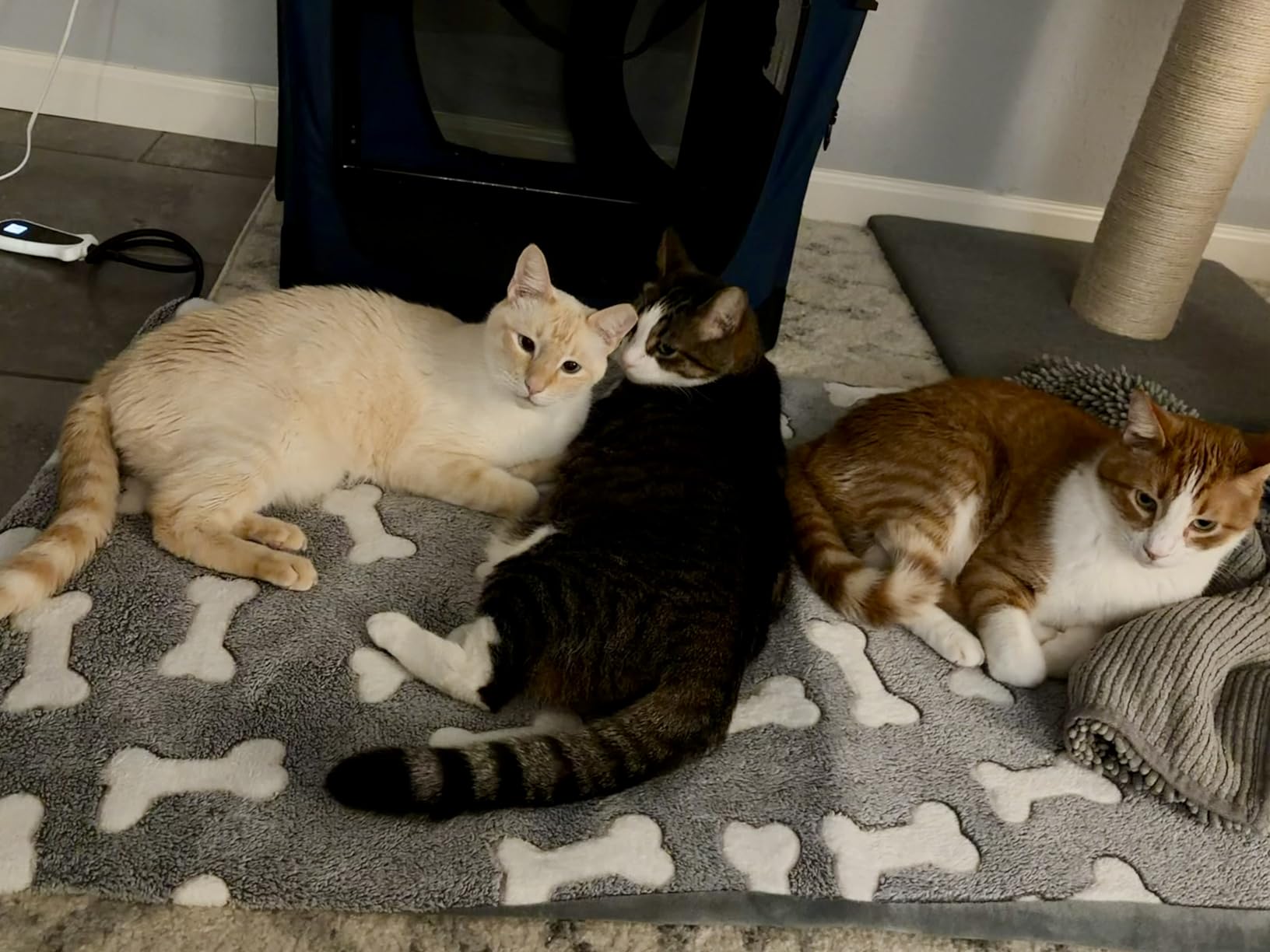 Bestio Large Dog Heating Pad,34x21 in Heated Dog Bed with Constant Heat & Auto Modes,MET&UL Certified Pet Heating Pad with Soothing Warmth,Chew-Resistant Cord,Waterproof Washable Cover-Gray customer photo 1