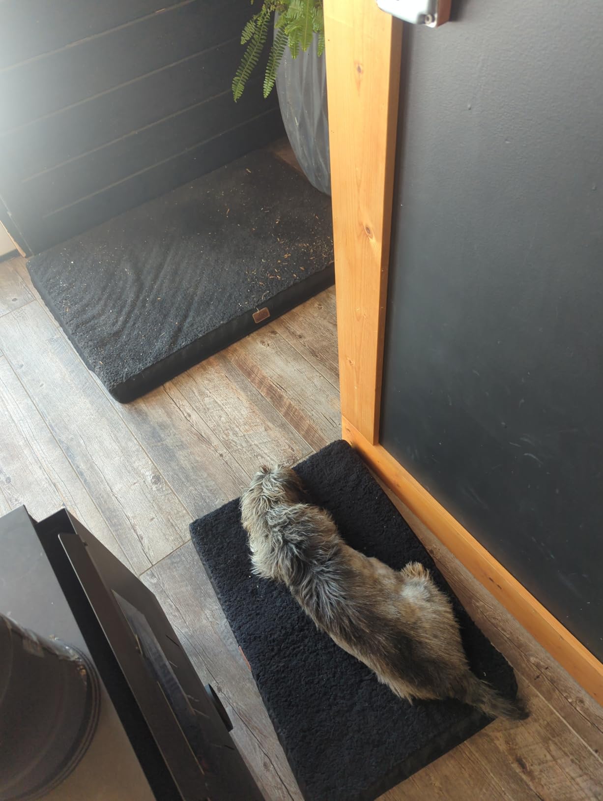 Bedsure Self Warming Dog Beds Large Sized Dog - Extra-Large Puppy Bed with Removable Washable Cover, Orthopedic Egg Crate Foam Pet Mat, Suitable for Pet Up to 100 lbs (Non Electric) customer photo 2