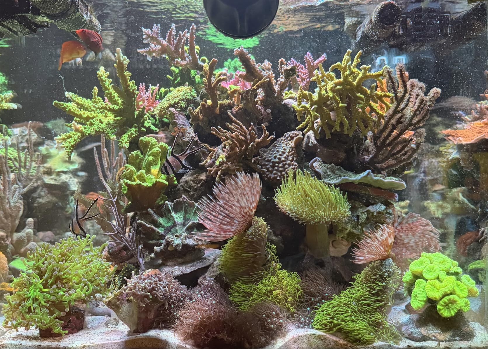 NICREW HyperReef 100 Gen 2 Reef LED Light, 100W Reef Aquarium Lighting for SPS LPS Corals and Saltwater Fish Tanks customer photo 1