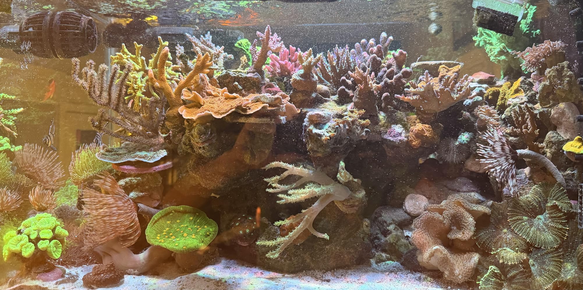 NICREW HyperReef 200 Gen 2 Reef LED Light, 200W Reef Aquarium Lighting for SPS LPS Corals and Saltwater Fish Tanks, Enhanced Violet and Blue Spectrum, Wide Angle Lens, 5 Channels Fully Programmable customer photo 2