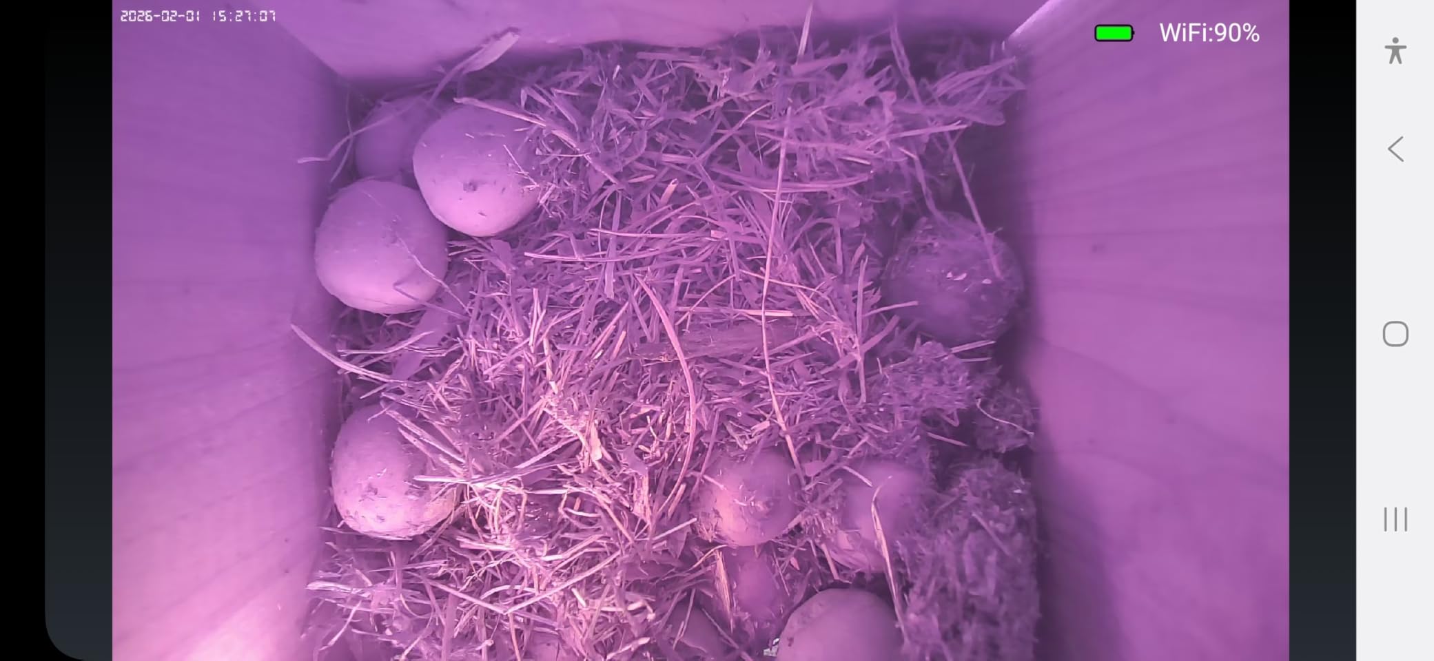 WIWACAM WiFi Bird Box Camera, 4K HD Snapshot 2K Video, Designed for Birdhouse birdhouses, for Robins Wrens Tree Swallows, Live Video to Phone, Easy Install, Night Mode, microSD Card Slot customer photo 1