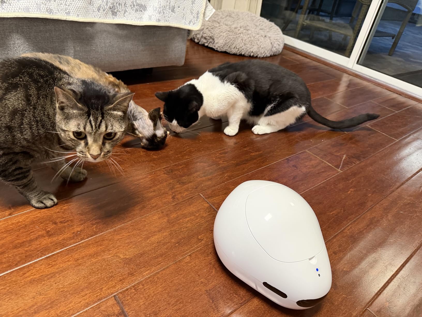 Cat Camera with Interactive Pointer Toy, Moving Robot for Dog and Cat, Mobile Pet Camera Treat Dispenser with Phone App, Auto Recharging and Night Vision, Two-Way Audio customer photo 2