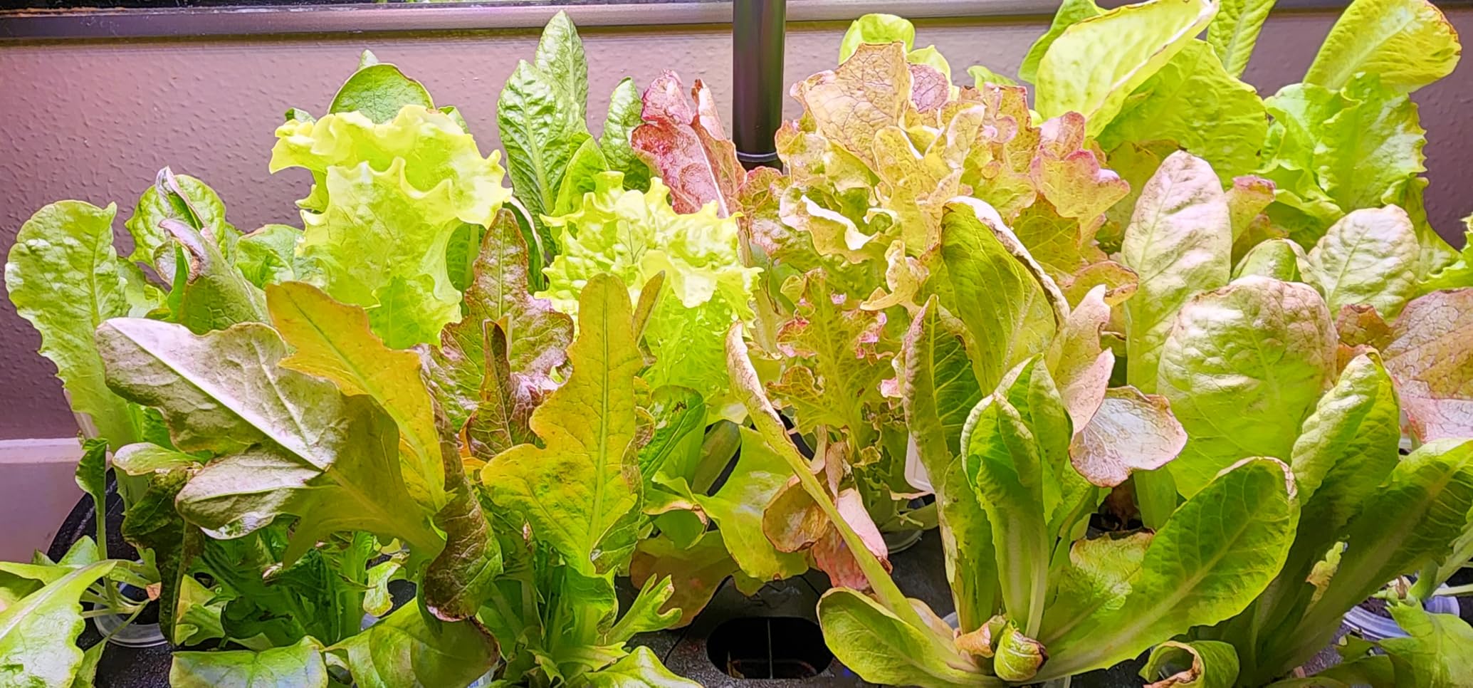 Hydroponics Growing System Kit, 16 Pods Indoor Garden with 28W Full Spectrum LED Grow Light, Auto Timer, 8L Large Herb Garden customer photo 1