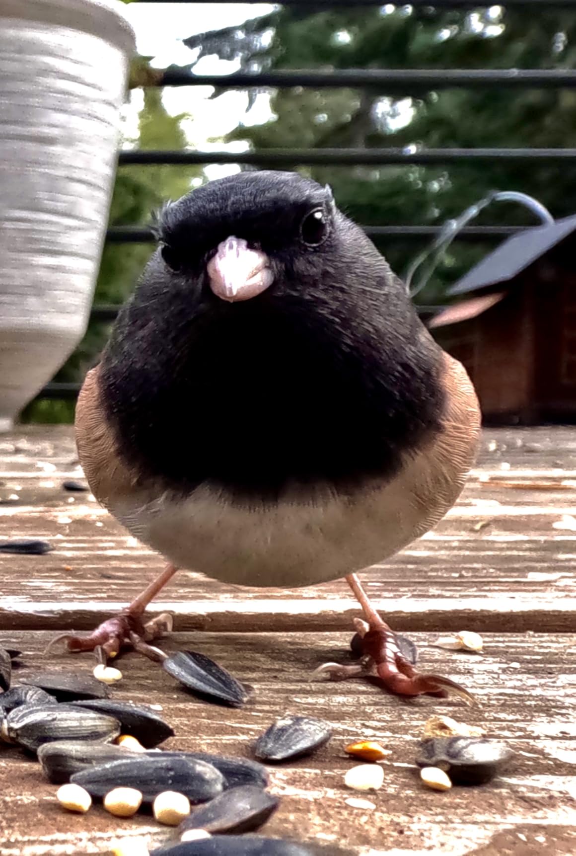 GoPro Macro Lens Mod (HERO13 Black) - Official GoPro Lens (AEWAL-021) customer photo 1