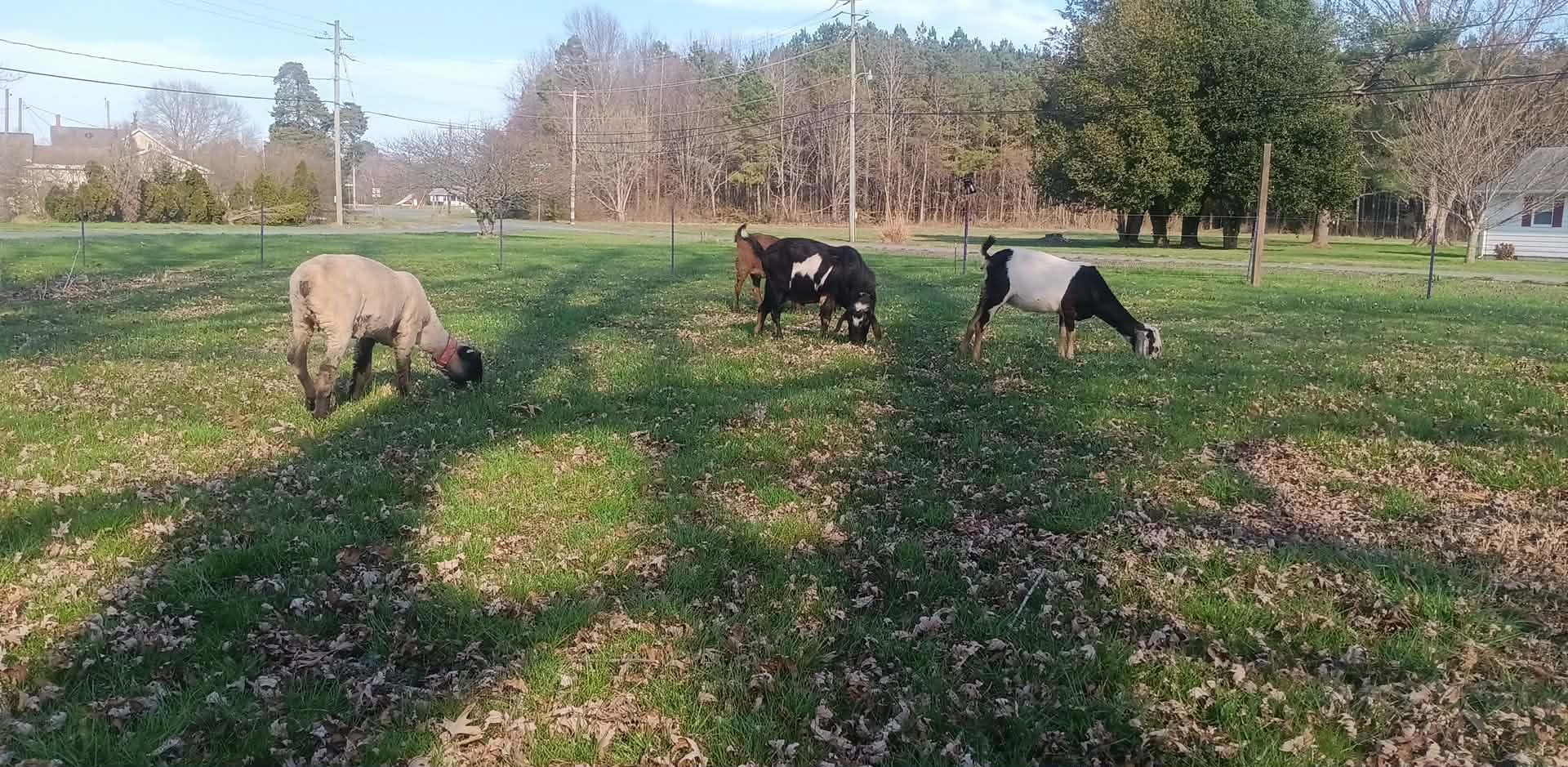 Electric Fence Wire, 3500ft 1067m, Polywire for Portable Livestock Fencing, 6 Stainless Steel Strands for Reliable Conductivity and Rust Resistance, UV Resistant customer photo 1