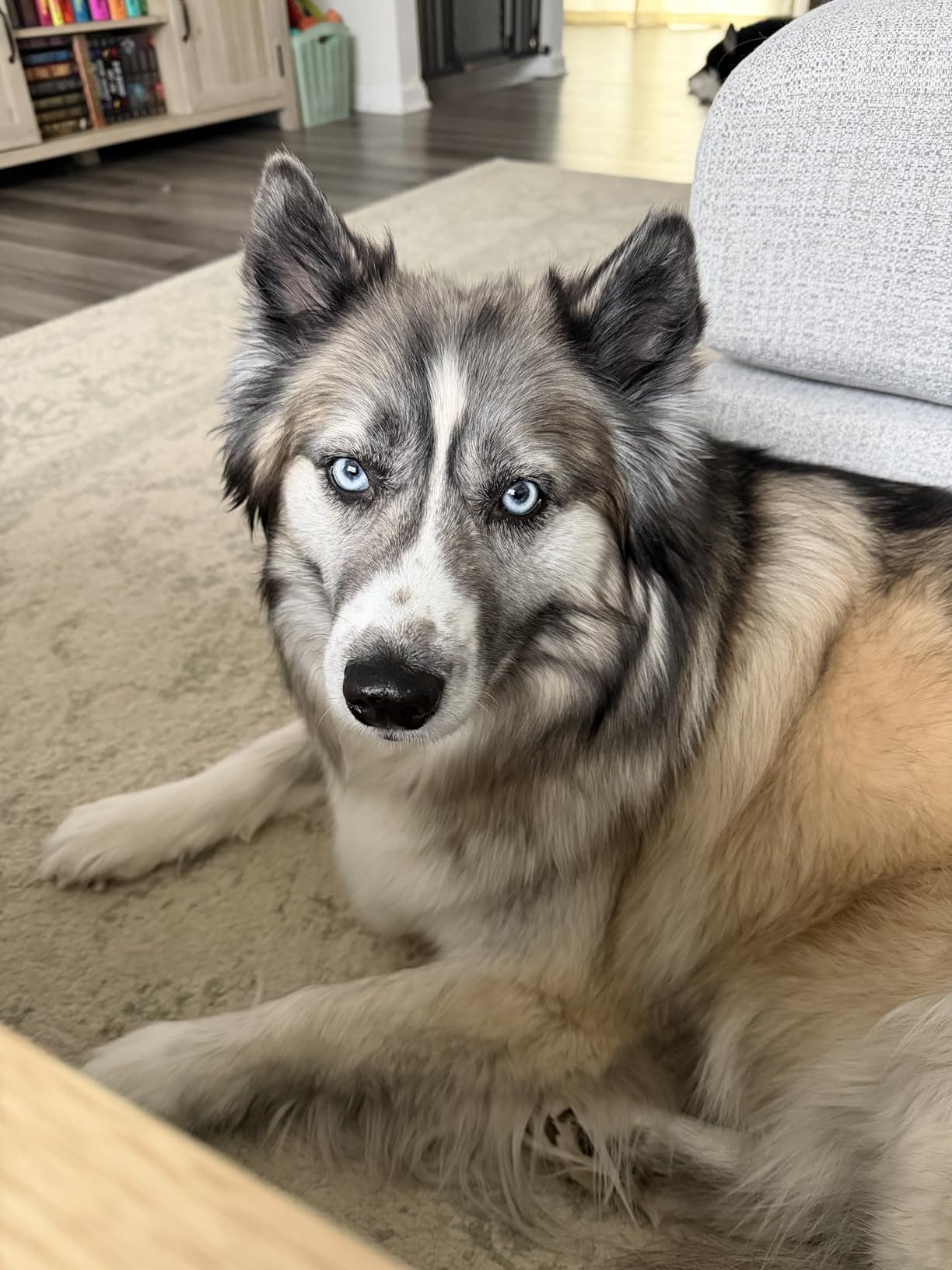 Basepaws Dog DNA Testing Kit - 330+ Breeds, 280+ Health Risks, and 30+ Traits - Comprehensive Mixed Breed Identification, Pet DNA Test kit, Canine Genetic Ancestry and Heritage customer photo 1