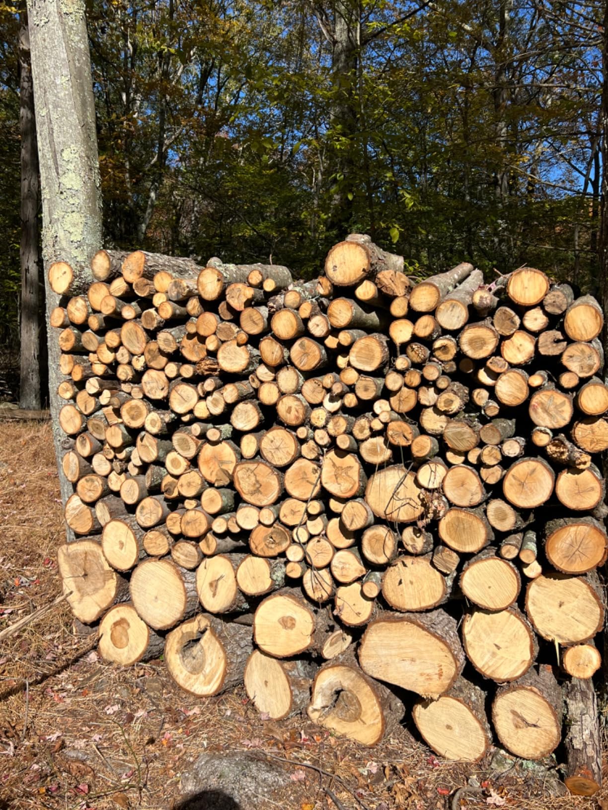 PowerSmart Electric Log Splitter 6.5-Ton - Efficient Wood Splitter with 3450 Motor Speed, 15 Amp, Horizontal Full Beam Design and Steel Wedge for Firewood & Kindling Cutting customer photo 1