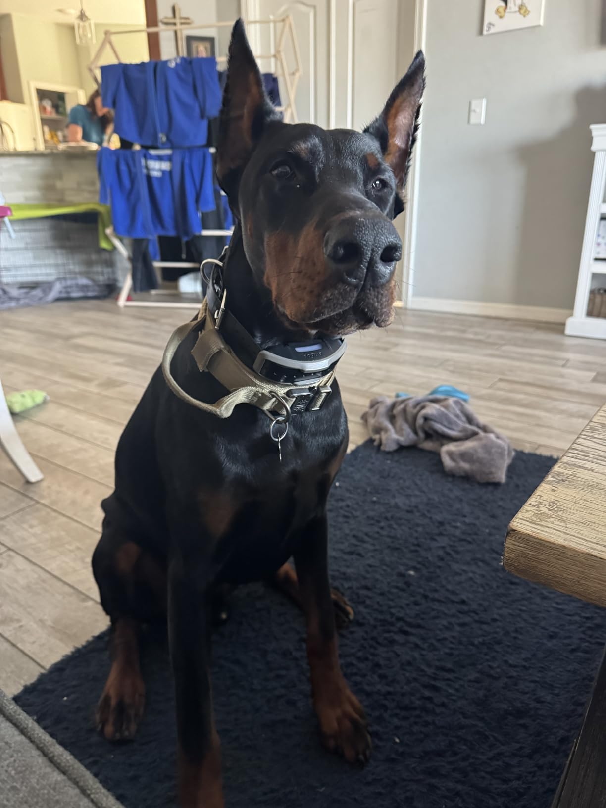 Dogtra 1900X E-Collar with Remote [New Edition] 35 lbs+, 3/4 Mile Range, LED Light, 100 Levels of Precise Control for Stubborn Dogs, Waterproof, Boost for Quick Recall, Vibration, Safety Lock & Tone customer photo 1
