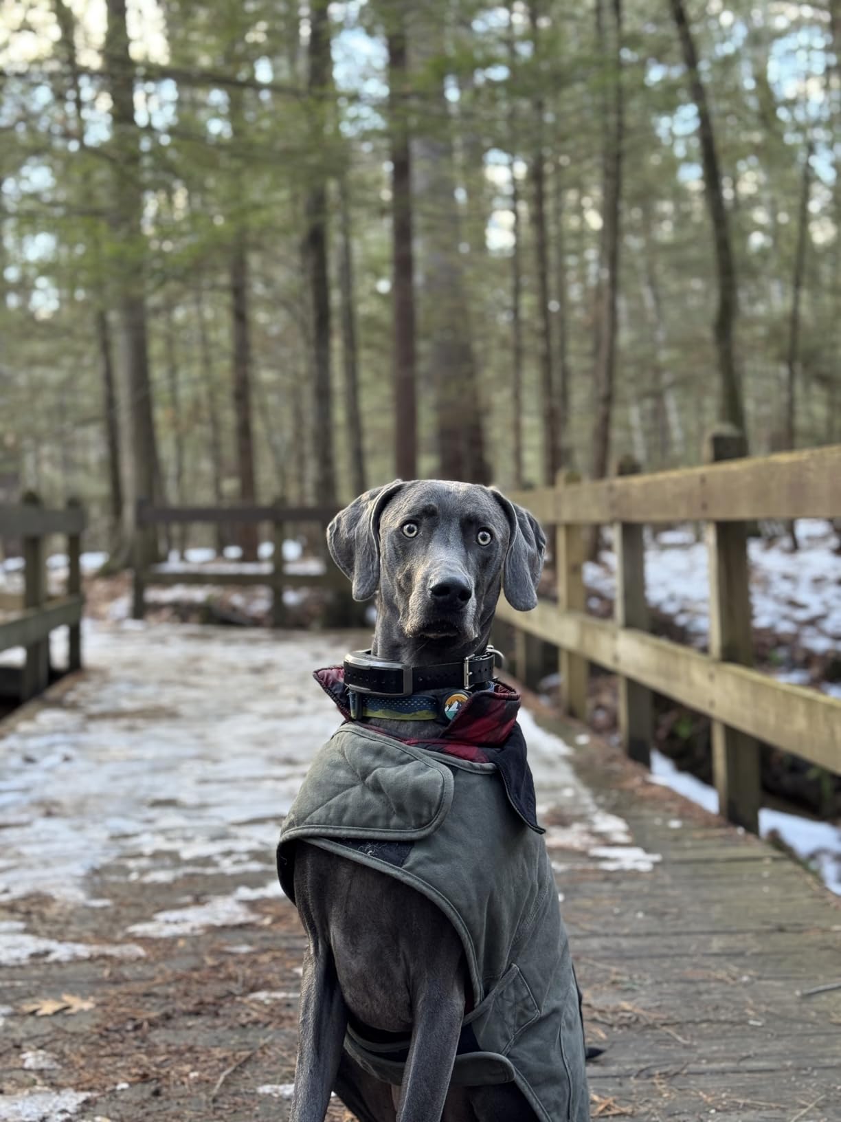 Dogtra 1900X E-Collar with Remote [New Edition] 35 lbs+, 3/4 Mile Range, LED Light, 100 Levels of Precise Control for Stubborn Dogs, Waterproof, Boost for Quick Recall, Vibration, Safety Lock & Tone customer photo 2
