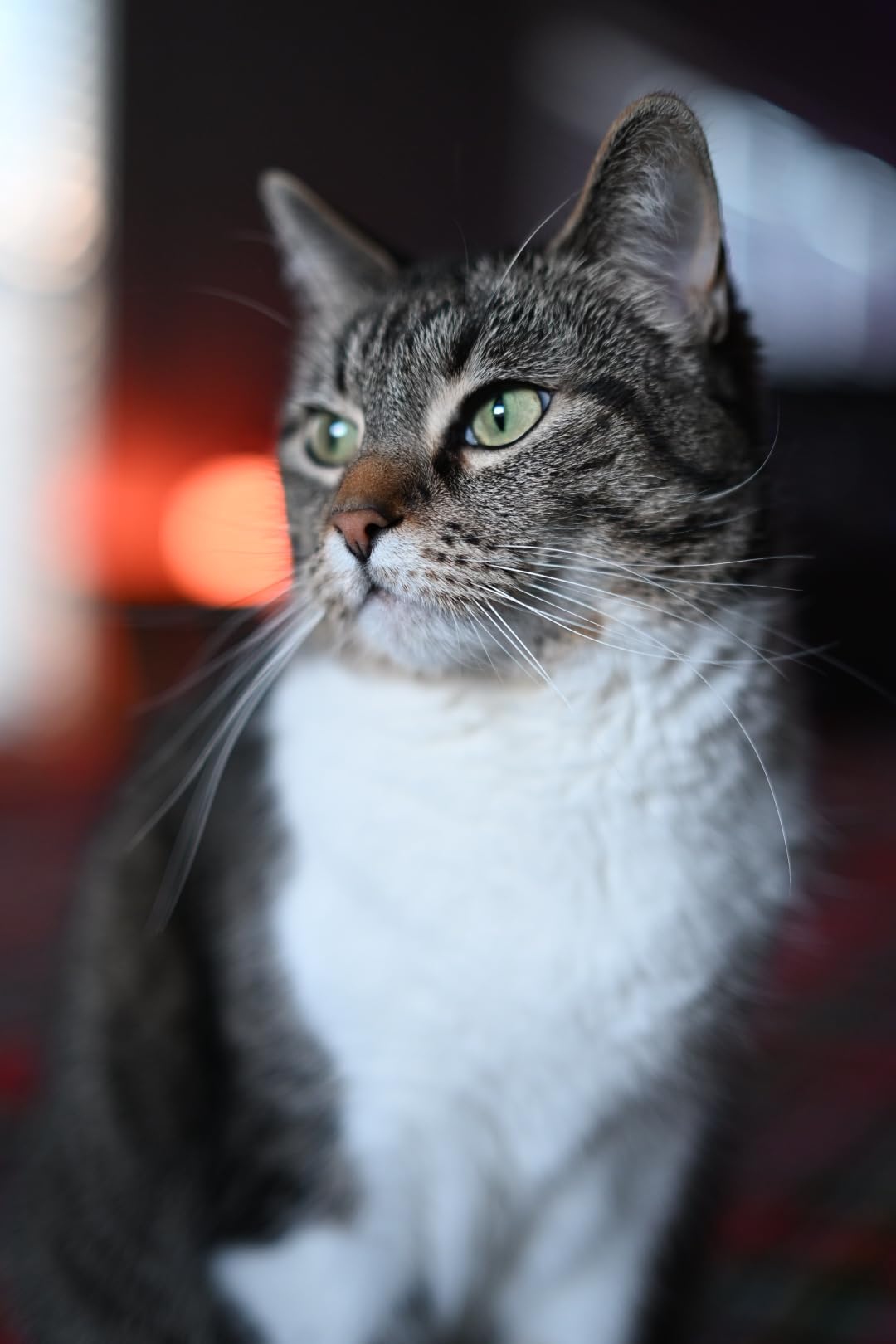 NIKKOR Z 50mm f/1.4 customer photo 1