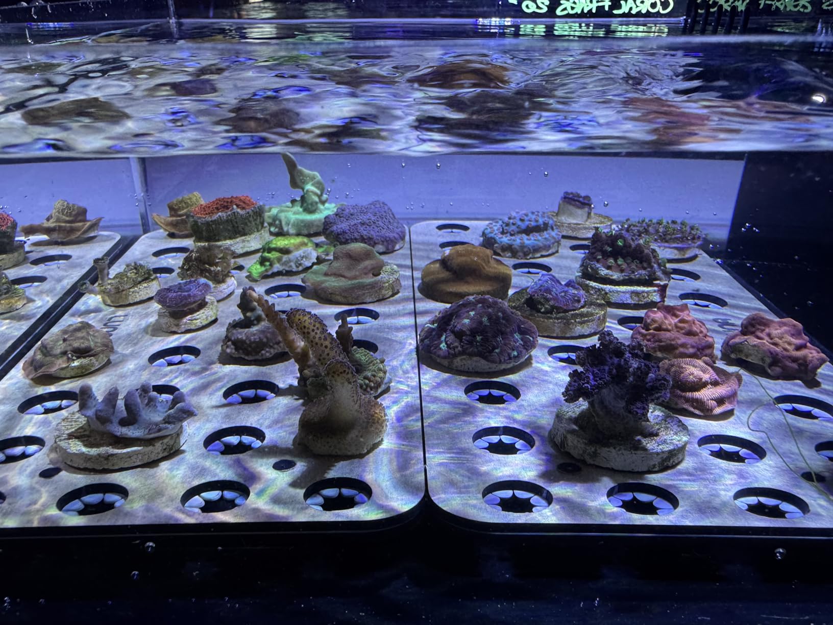 Luna Reef Nano Tank 4 Gallon Frag System for Coral 12 x 16