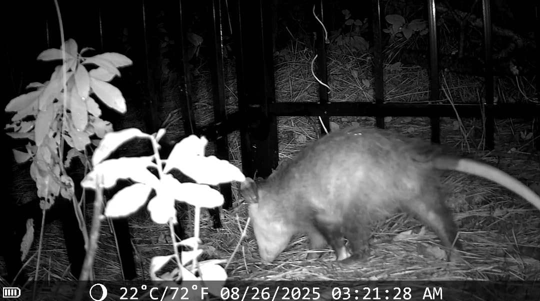 MAXDONE Solar Trail Camera WiFi Bluetooth - 64MP 4K Game Camera with 5200mAh Rechargeable Battery, 0.1s Trigger 65ft Night Vision, IP66 Waterproof customer photo 2