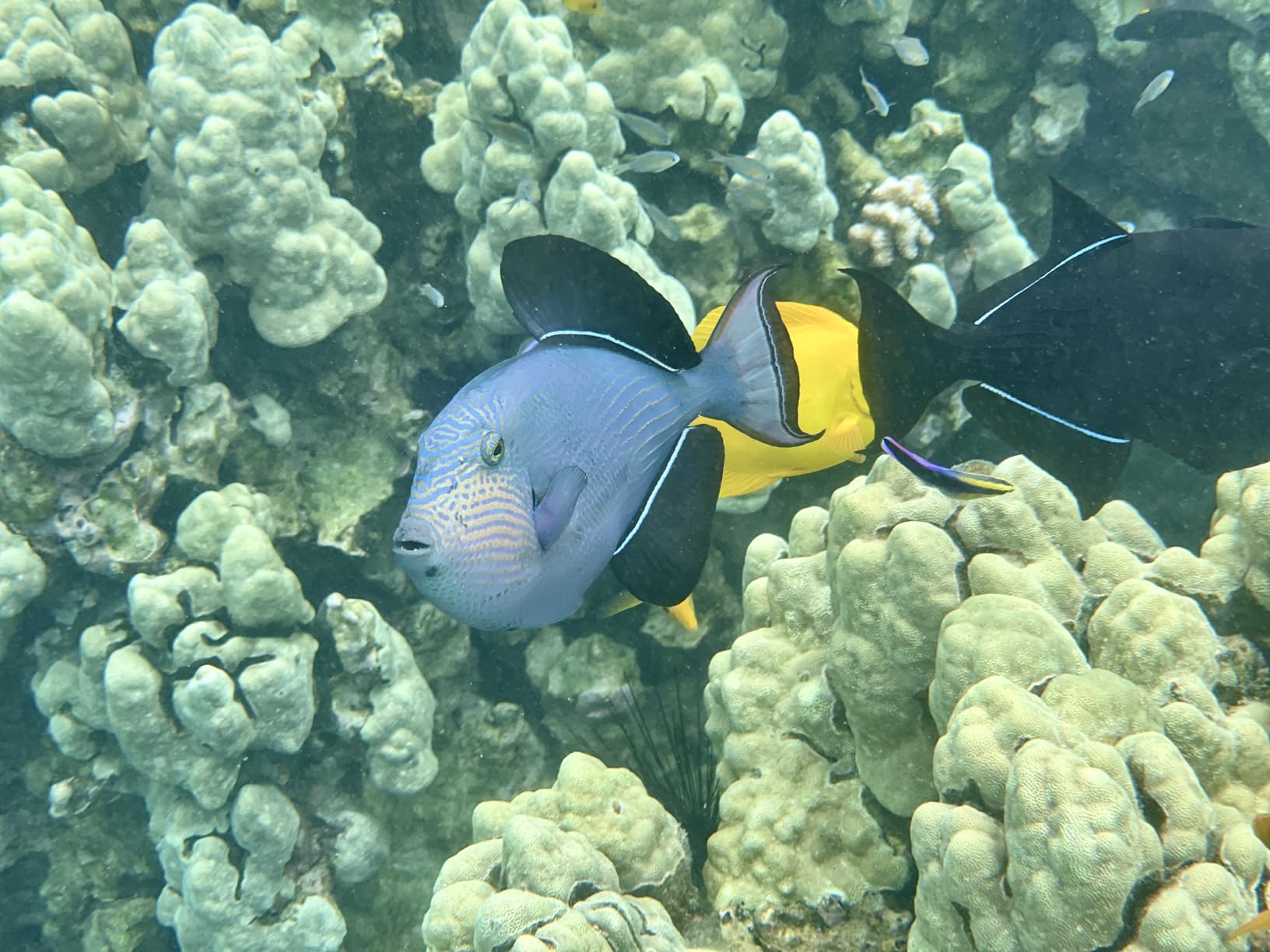 ProShot Dive 2.0 - Underwater housing for iPhone Rated to 130 feet. Compatible with All iPhones Except 17 Pro Max. Waterproof case for Diving and Snorkeling. (Black/Blue) customer photo 2