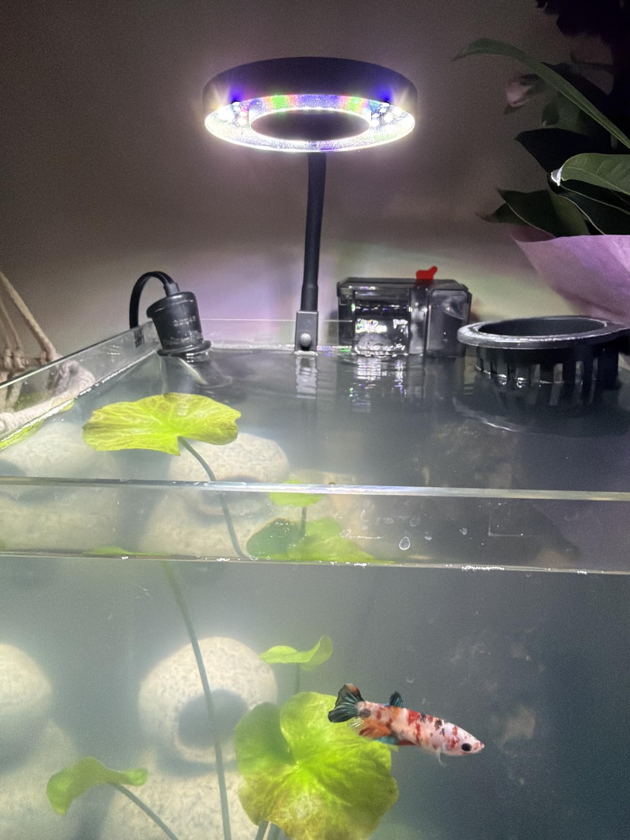 Pawfly 50 W Saltwater Aquarium Light for SPS & LPS Corals, Clip-On Dimmable LED Reef Light with Adjustable Brightness, Day/Night Modes, Timer, Blue RGB Violet UV Lighting for 1-40 Gallon Fish Tank customer photo 1