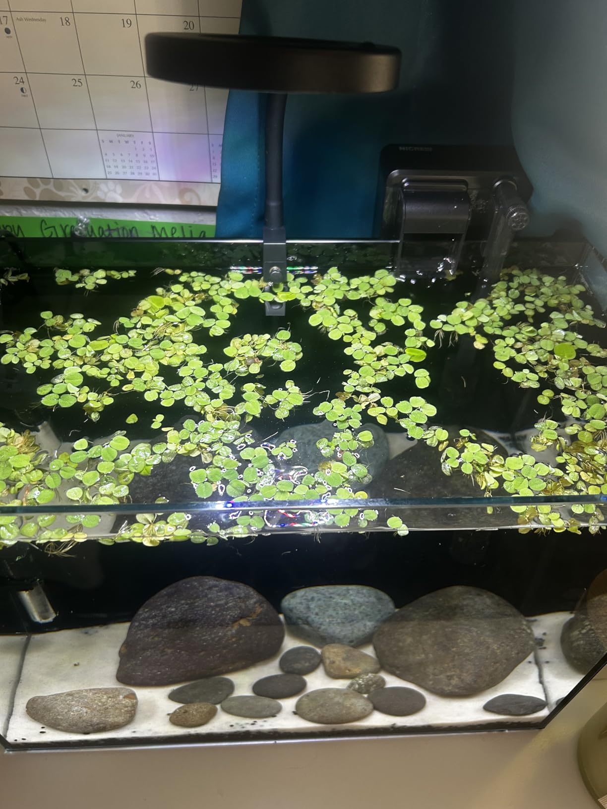 Pawfly 50 W Saltwater Aquarium Light for SPS & LPS Corals, Clip-On Dimmable LED Reef Light with Adjustable Brightness, Day/Night Modes, Timer, Blue RGB Violet UV Lighting for 1-40 Gallon Fish Tank customer photo 2