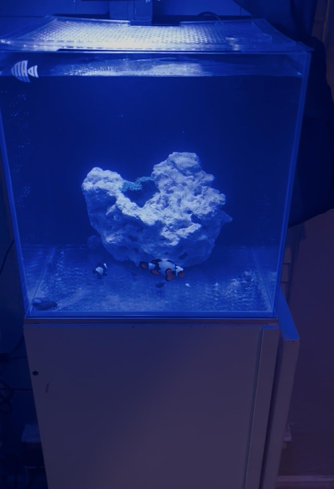 Coralland 8-Gallon Saltwater Aquarium - Ultra Clear Low Iron Glass, 45° Angled Joint Design, Crystal Clear Viewing, Perfect for Marine Fish & Reef Tanks & Freshwater customer photo 1