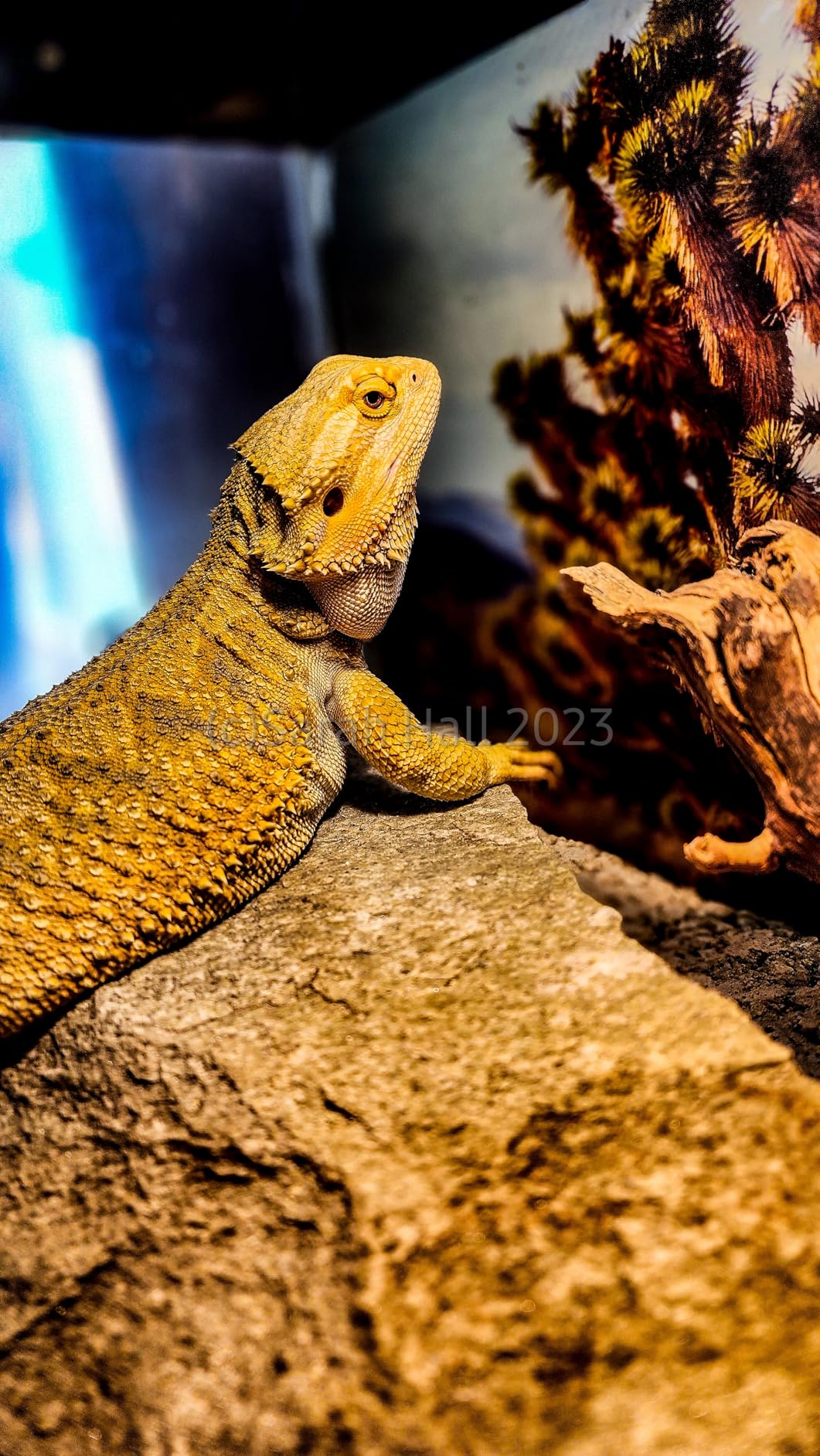 Upgraded T5 UVB Reptile Light, 10.0 UVB 24W German Made Fluorescent Lamp and Fixture Kit, for Desert-Dwelling Reptiles, Bearded Dragon UVB Lamp Bulb customer photo 2