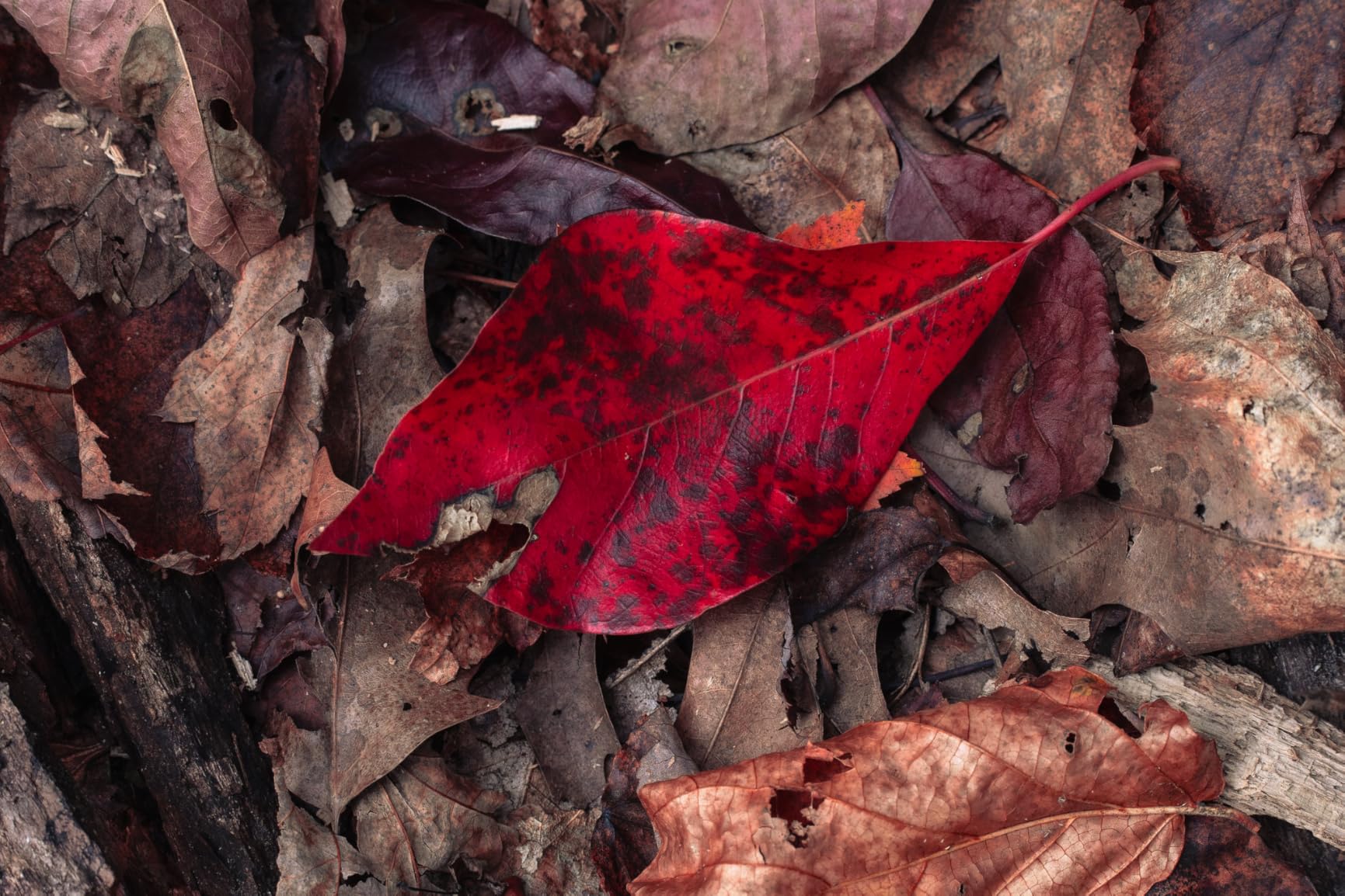 VILTROX 35mm F1.7 E-Mount Large Aperture APS-C STM Auto Focus Prime Lens for Sony E-Mount Camera customer photo 1