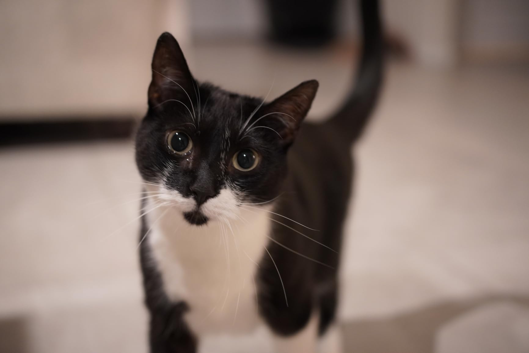 VILTROX 35mm F1.7 E-Mount Large Aperture APS-C STM Auto Focus Prime Lens for Sony E-Mount Camera customer photo 2