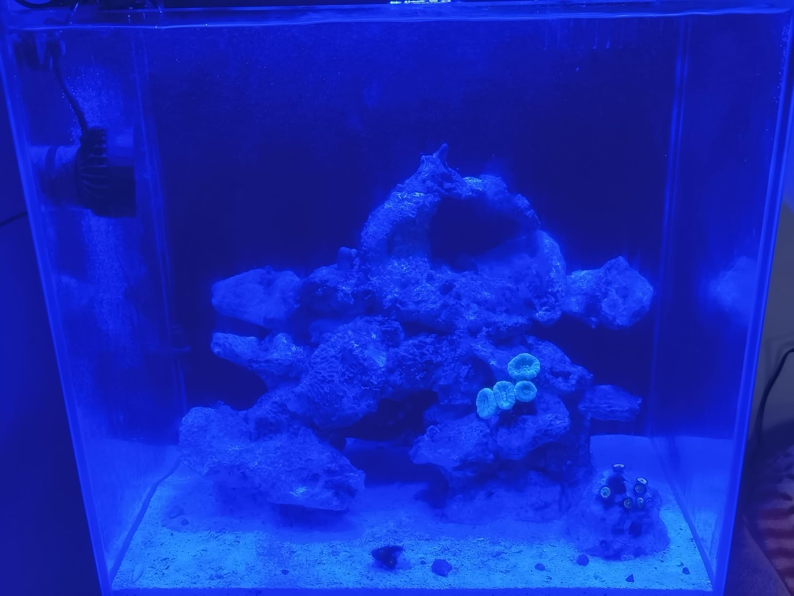 NICREW NavaReef 135 Reef LED Light, 135W Reef Aquarium Lighting for LPS/SPS Corals and Saltwater Fish Tanks customer photo 1