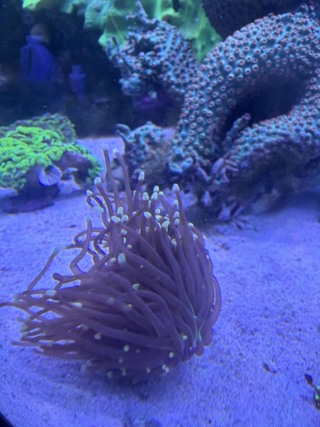 SEAOURA LED Reef Light for Corals, 120W Coral Lights for Reefs Aquarium Tanks, 395nm to 665nm Full Spectrum Programmable with 24/7 Custom Timer for Saltwater Fish Tank SPS LPS customer photo 2
