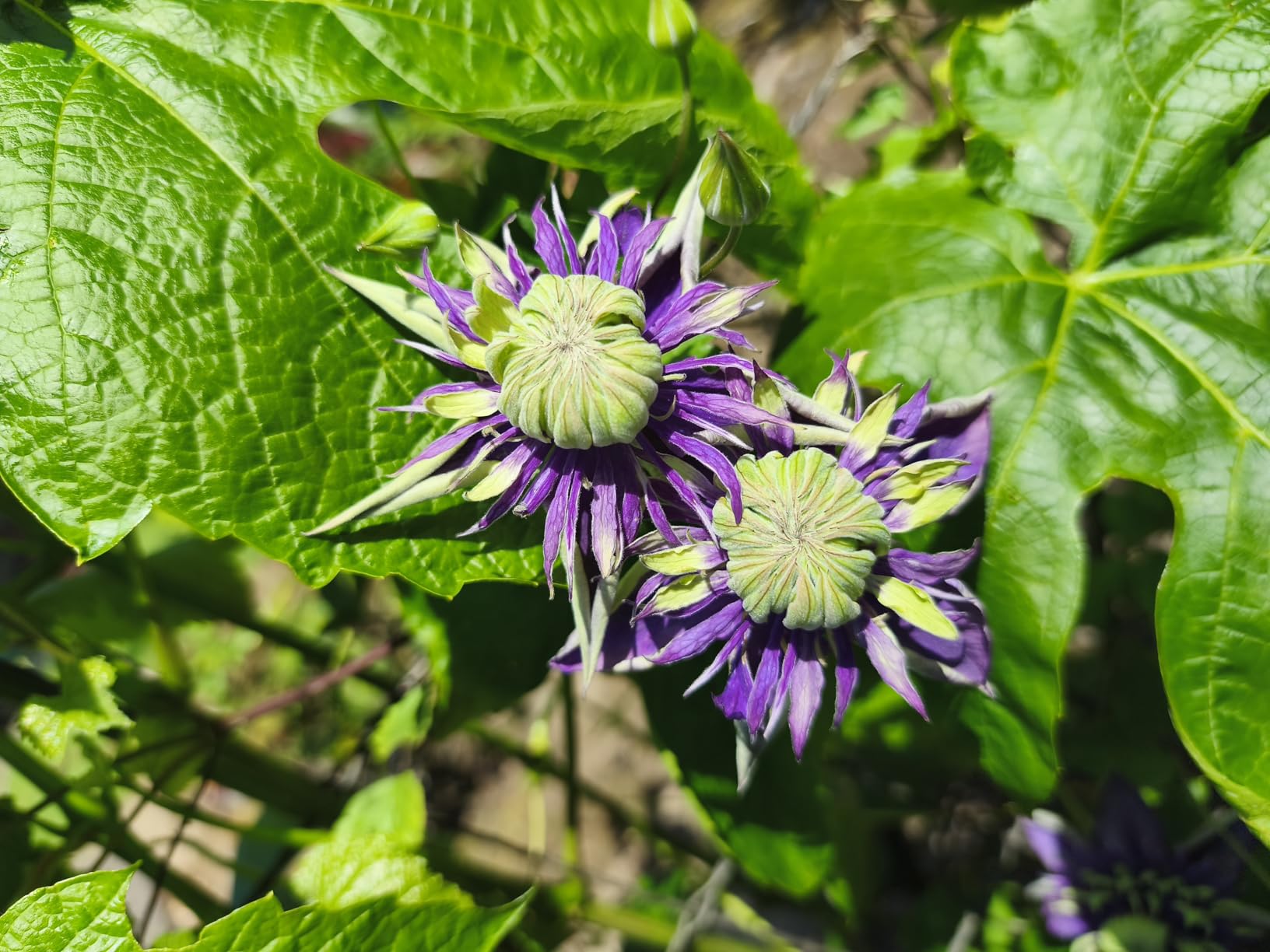 Xiaomi Redmi Note 14 Pro 5G + 4G LTE (256GB + 8GB) NFC 6.67 inch 120Hz 200MP Pro AI Camera customer photo 2