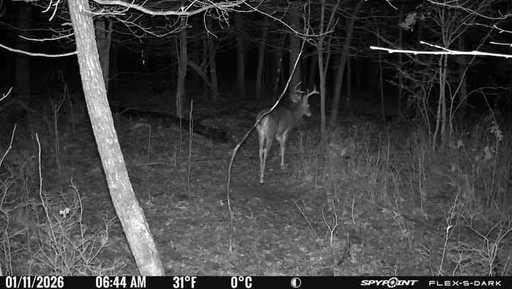 SPYPOINT Flex-S-Dark Solar Cellular Trail Camera - Built-in Solar Panel, 40MP Photos, 1080p Videos + Sound, No-Glow Game Camera, Night Vision, Motion Activated Trail Cam customer photo 1