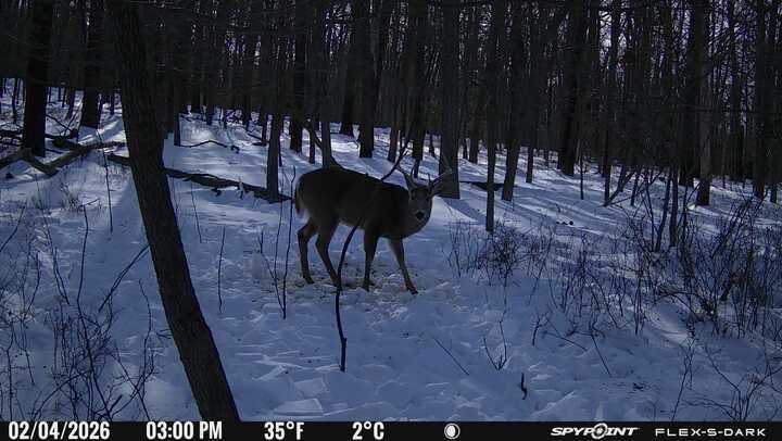 SPYPOINT Flex-S-Dark Solar Cellular Trail Camera - Built-in Solar Panel, 40MP Photos, 1080p Videos + Sound, No-Glow Game Camera, Night Vision, Motion Activated Trail Cam customer photo 2