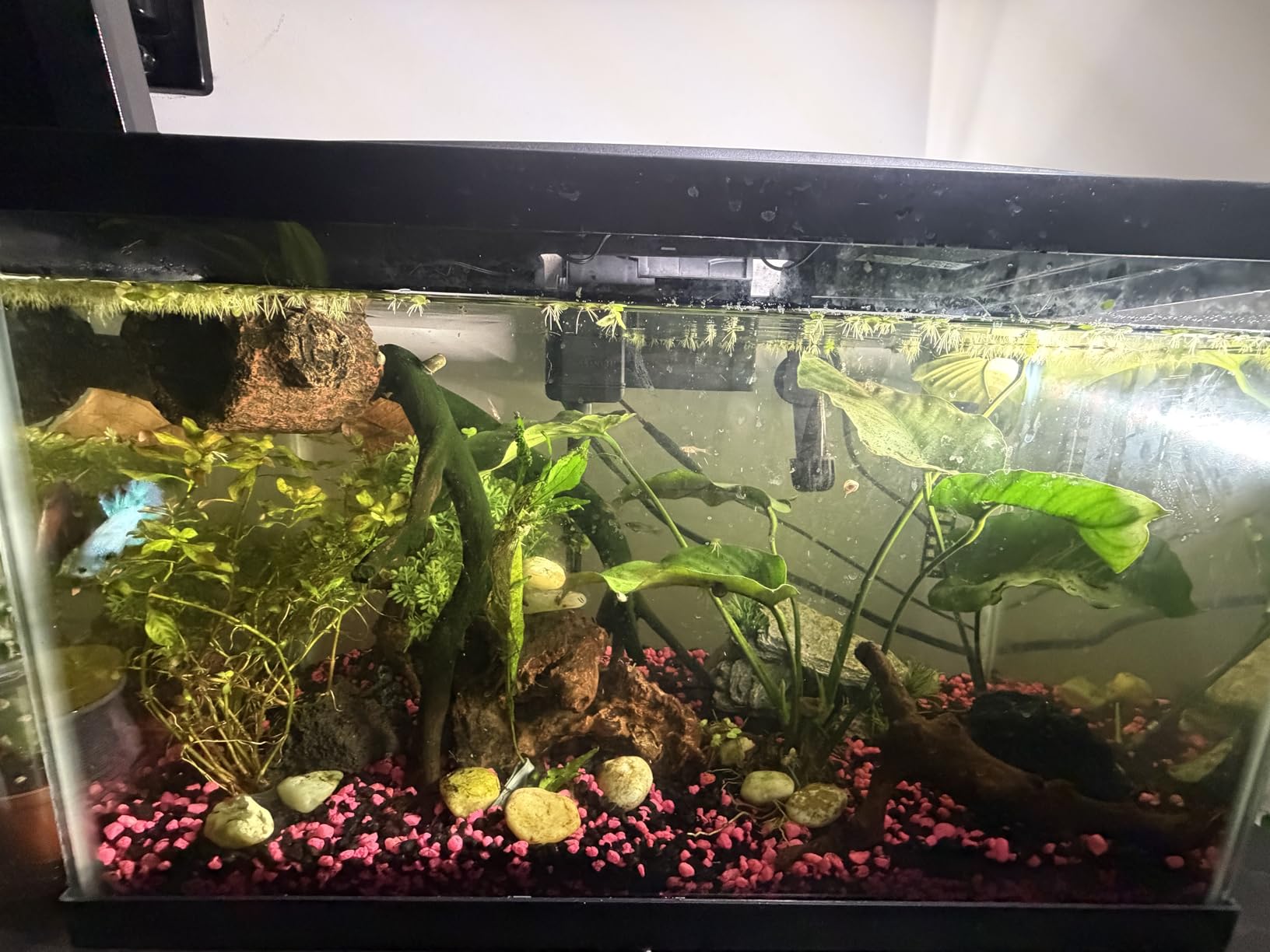 Aqueon Aquarium Starter Kit with Smart Clean Filtration and LED Lighting, Freshwater and Saltwater Fish, 20-Gallon customer photo 1