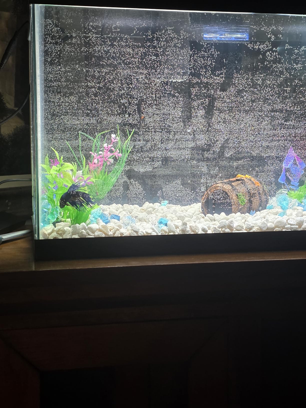 Aqueon Aquarium Starter Kit with Smart Clean Filtration and LED Lighting, Freshwater and Saltwater Fish, 20-Gallon customer photo 2