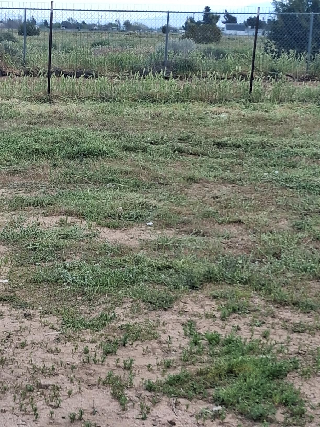 Electric String Trimmer Cordless with 2x2.0Ah Battery, 20V Battery Powered 12-inch Lawn Mover & Edger Lawn Tool with Charger, Powered Grass Trimmer with 8pcs Spool Line for Yard, Garden, Green customer photo 2