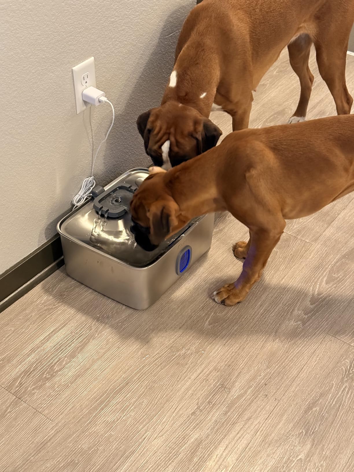 Kastty 4 Gal Dog Water Fountain for Large Dogs, 15L Stainless Steel Dog Water Bowl Dispenser Triple Filtration customer photo 1