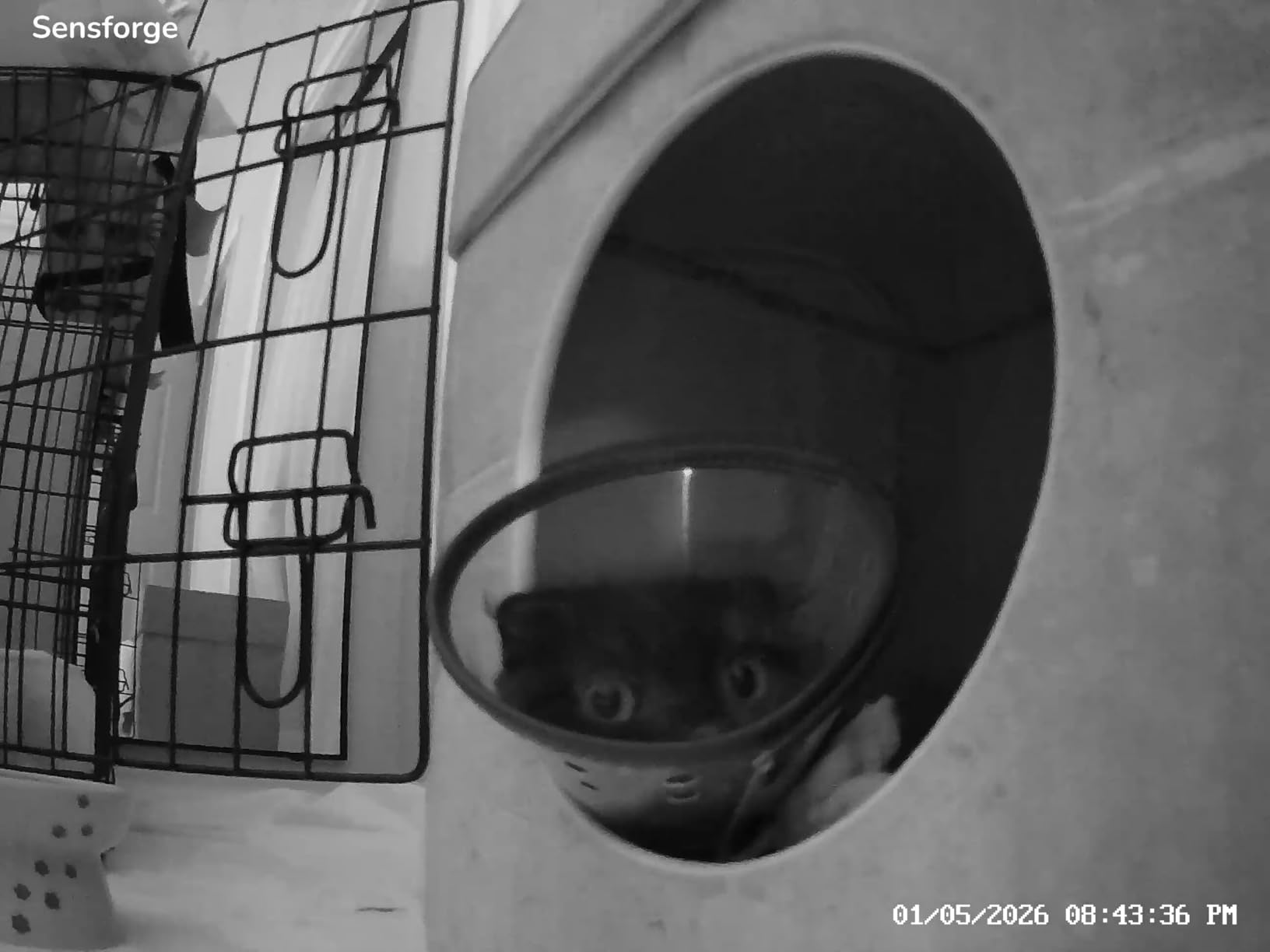 SensForge 2.5K Pan-Tilt Security Camera, 360° Dual-Band WiFi Camera for Home, Free AI Human & Pet Detection, 2-Day Cloud + 64GB SD Storage, Two-Way Talk, Optional AI + Storage Upgrade (1, White) customer photo 1